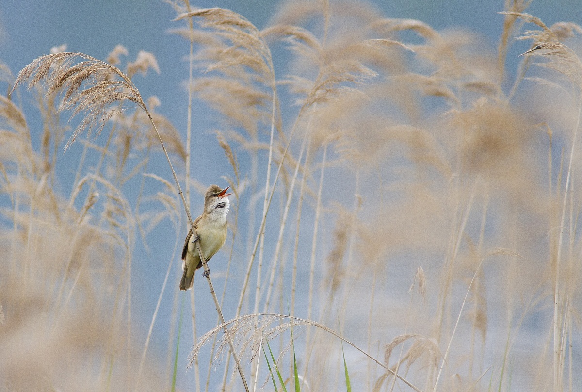 cantareccione (cannareccione)
