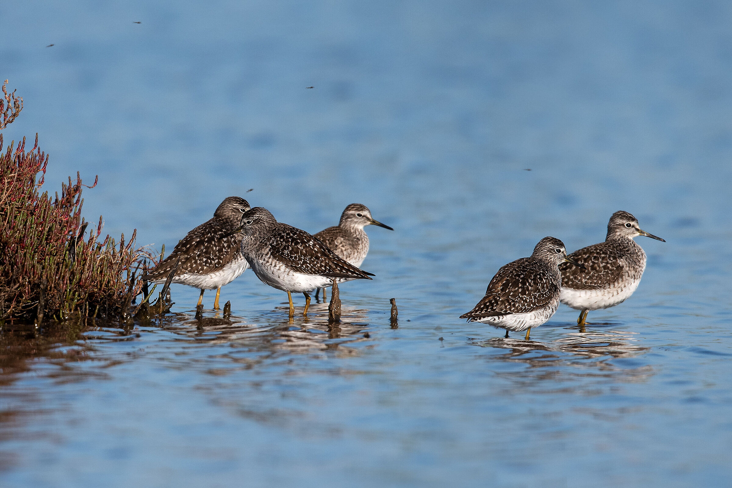 Piro piro boschereccio