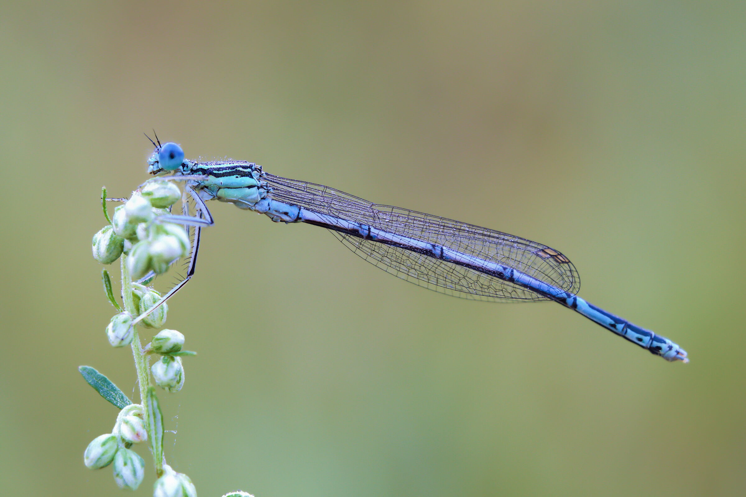 Platycnemis pennipes