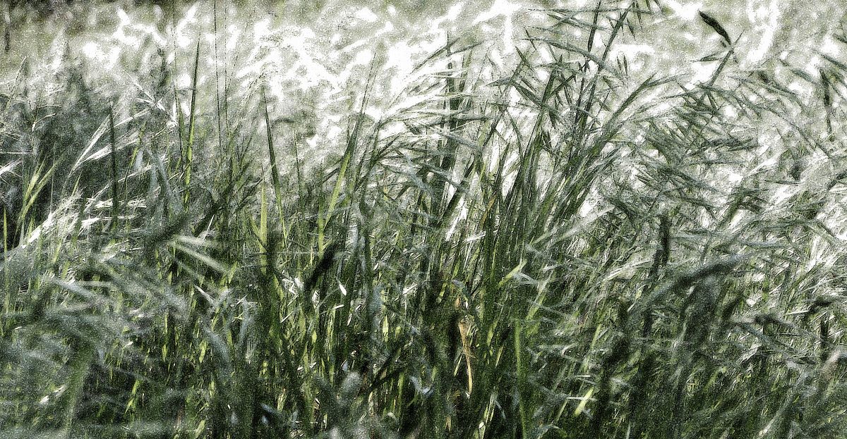 The wind loves the wild