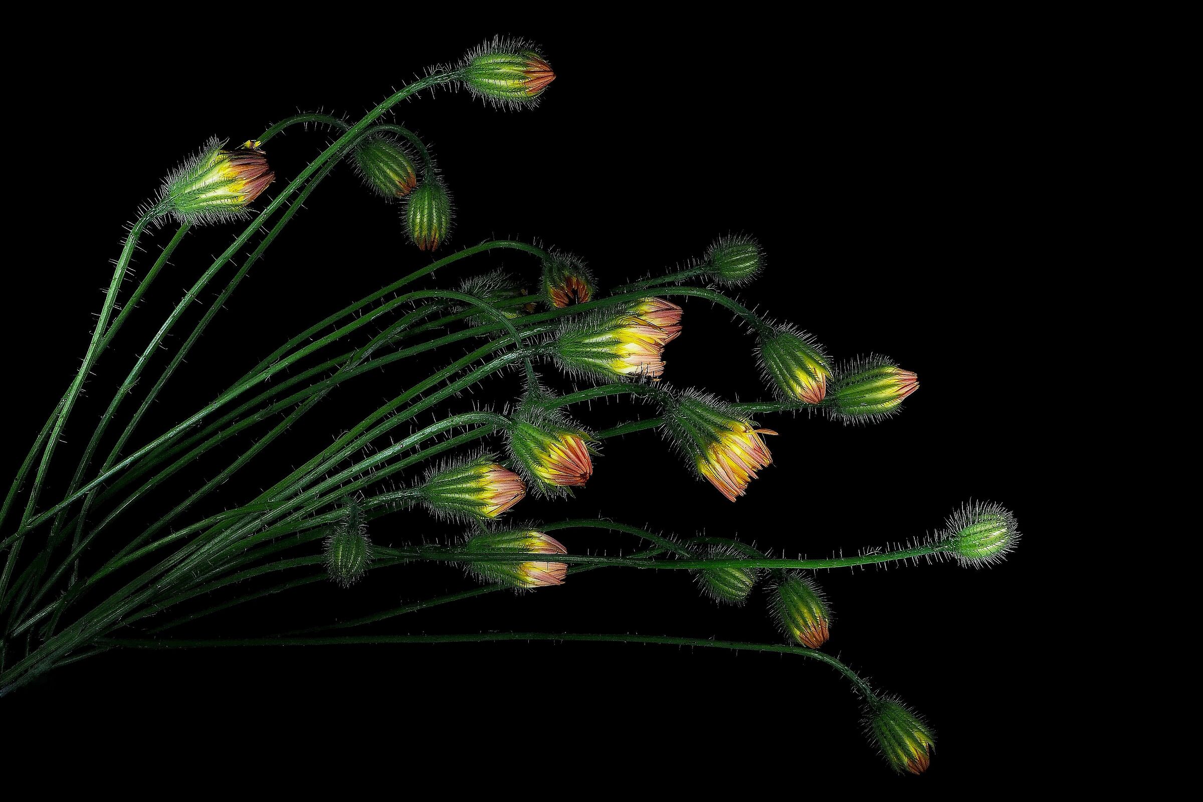 Quel mazzolin di fiori....