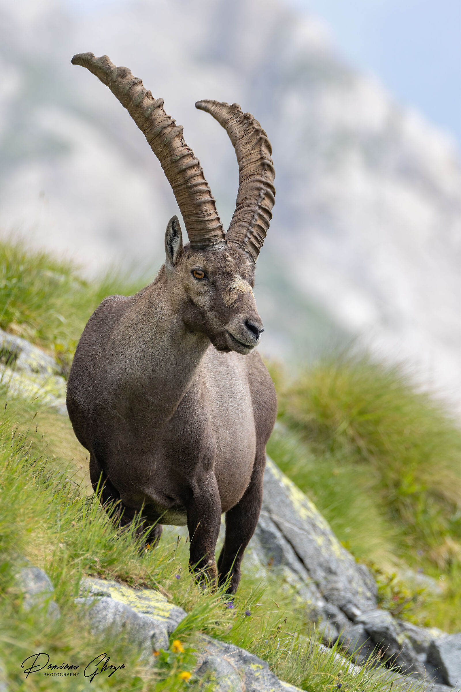 Ibex