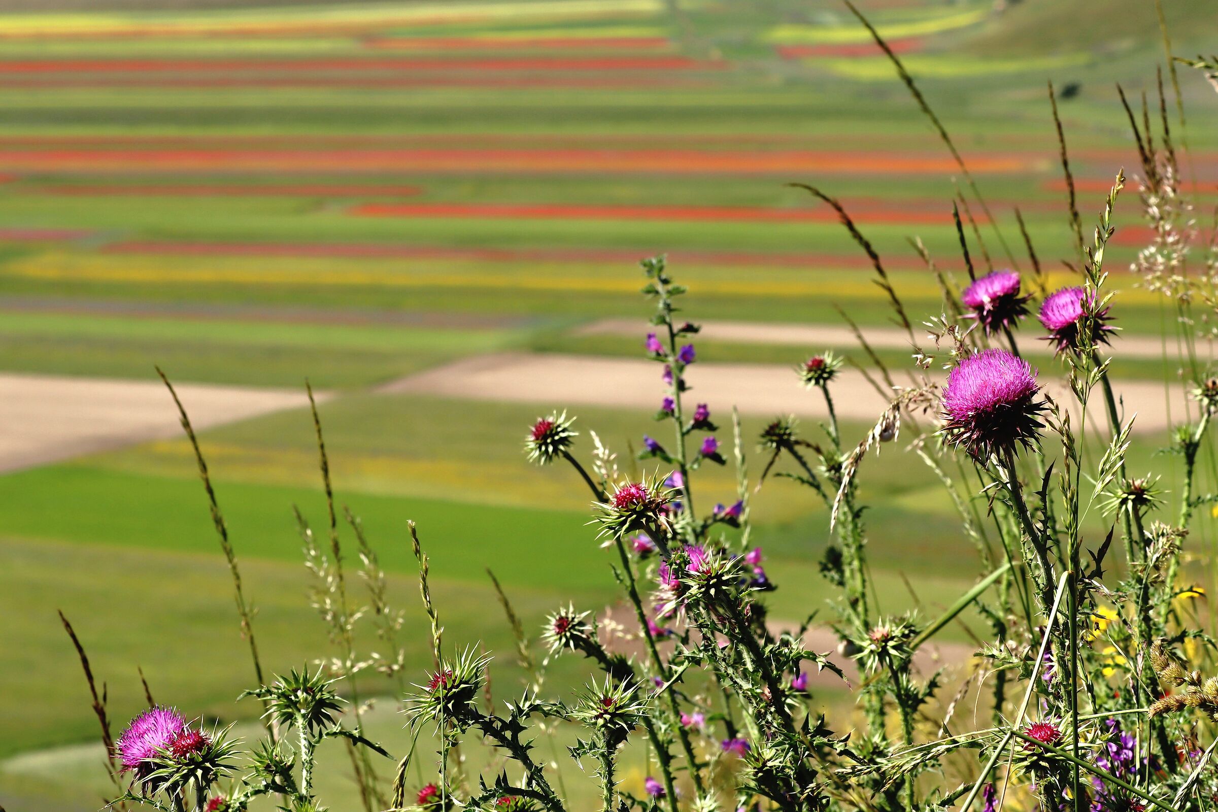 Colori vicini e lontani