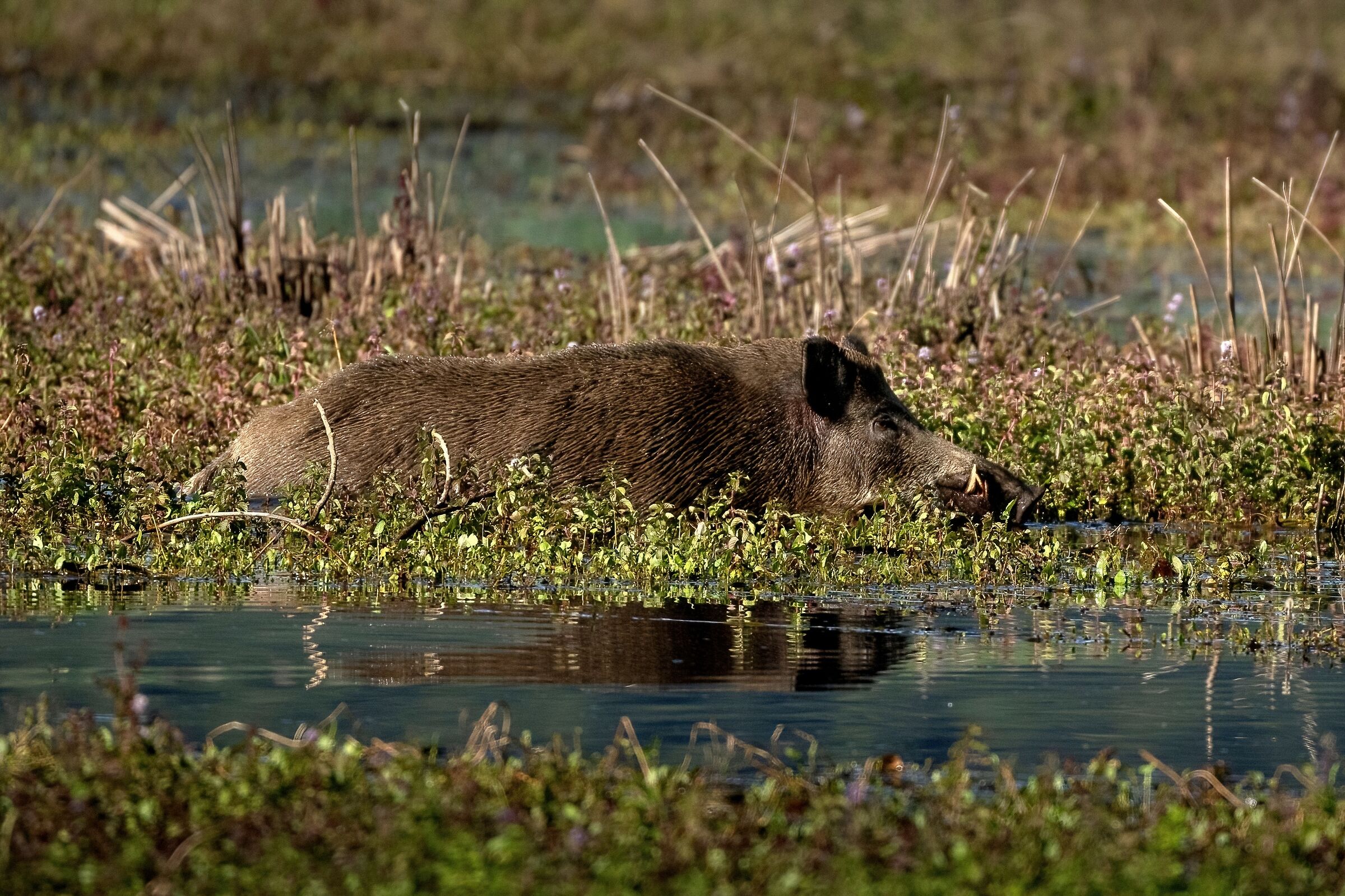 Cinghiale al guado