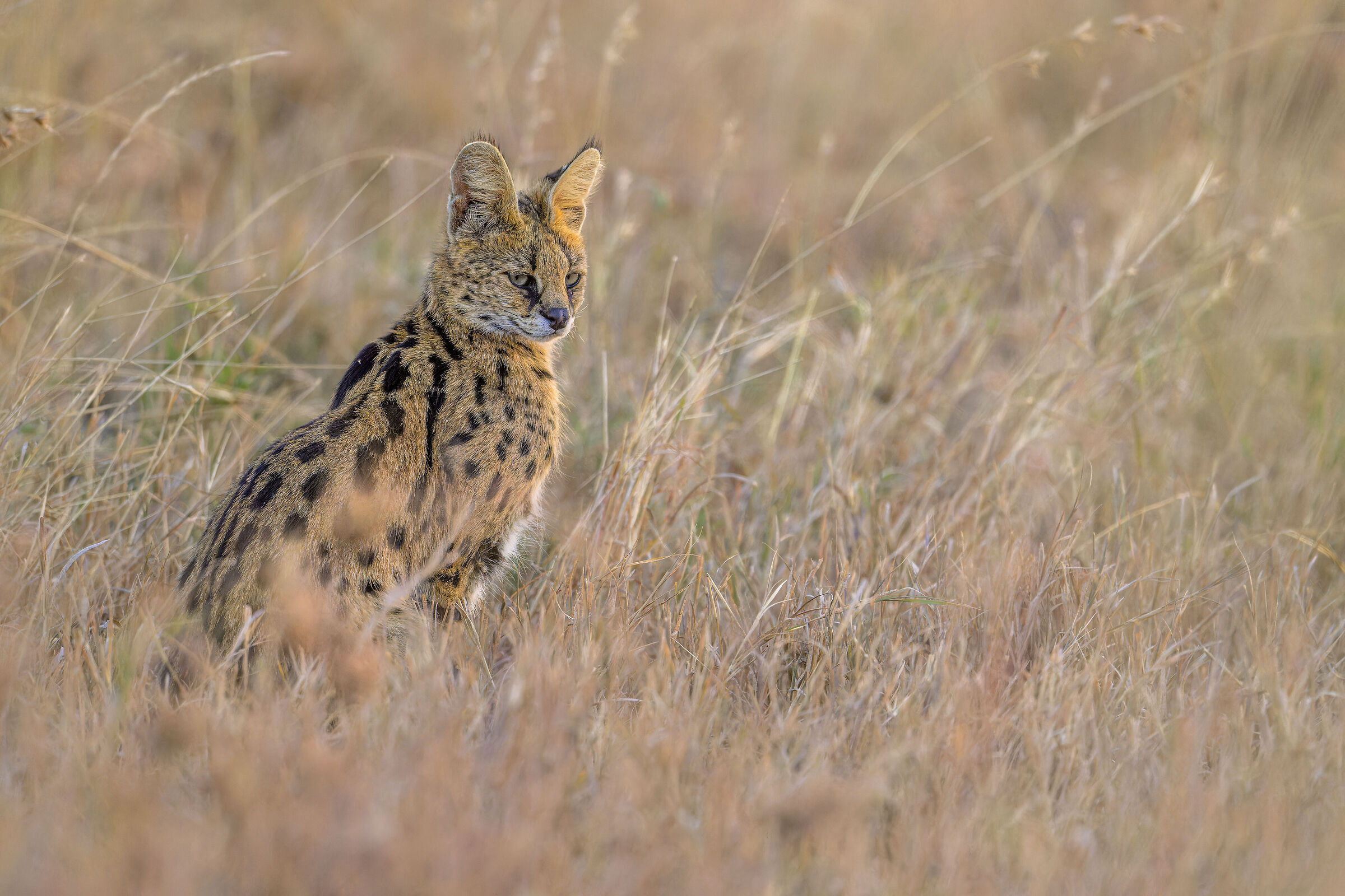 Serval