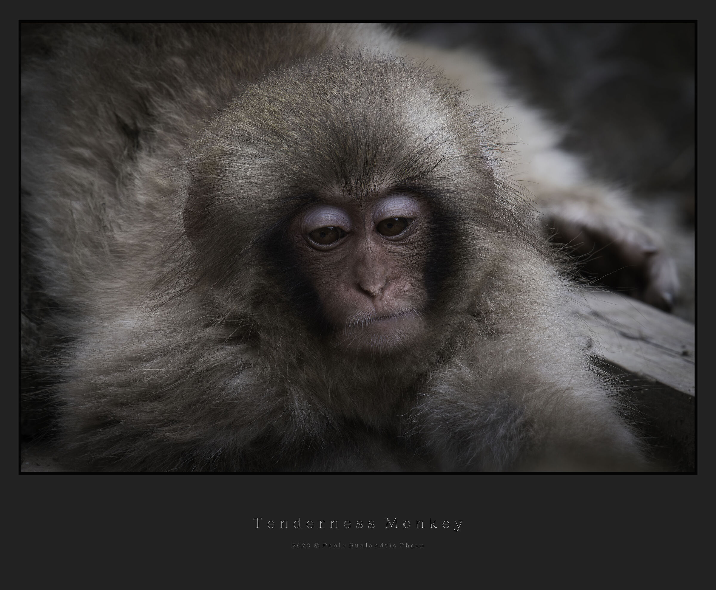 Tenderness Monkey