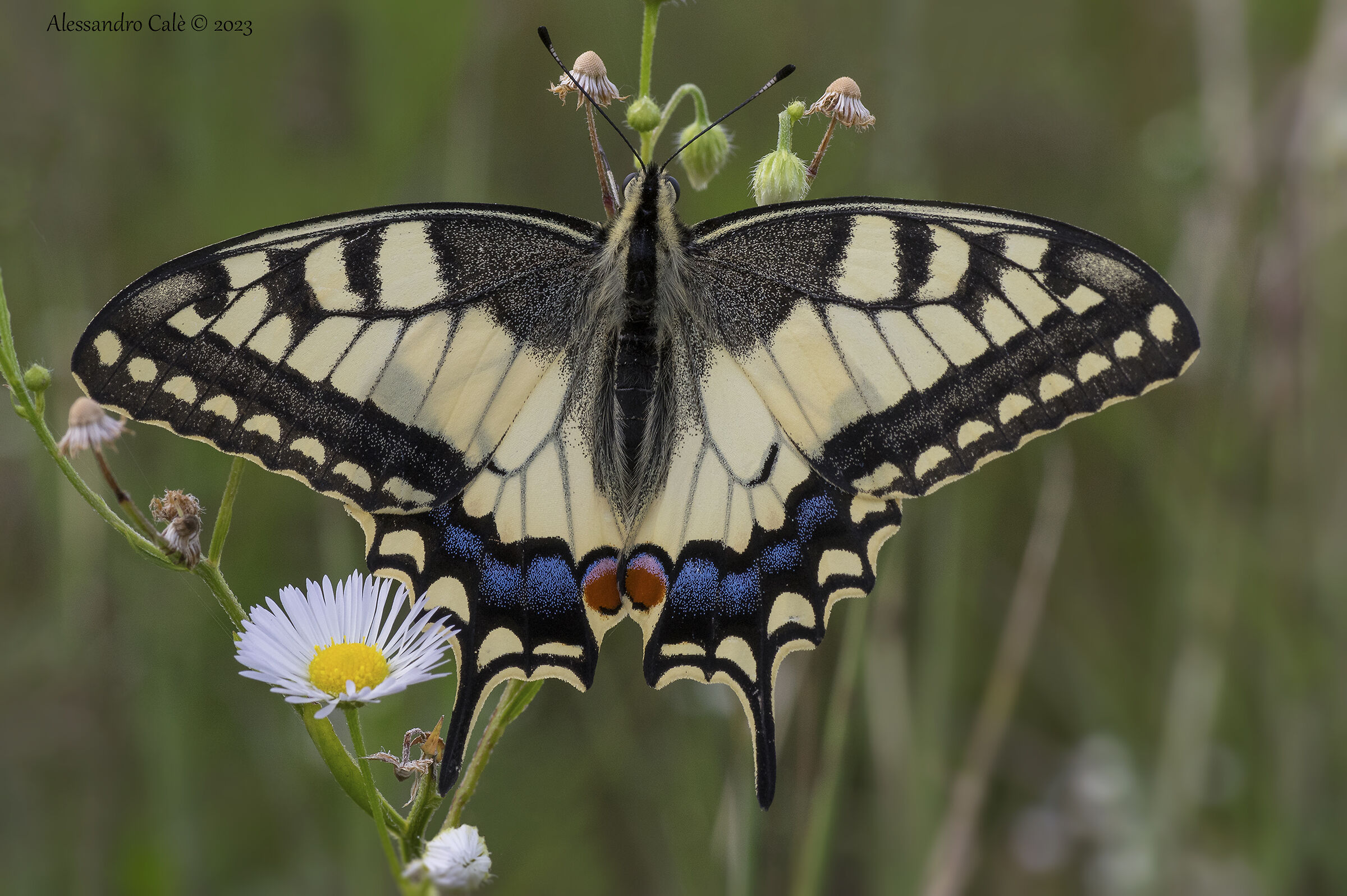Papilio machaon (Macaone) 8427