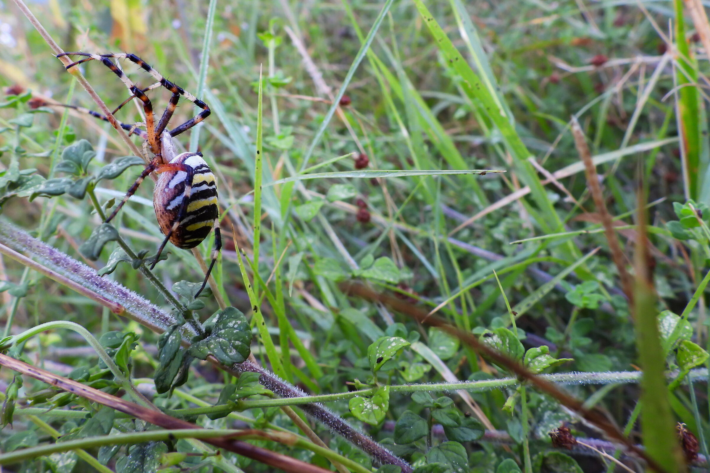 Close-up set with Coolpix p1000 (26)