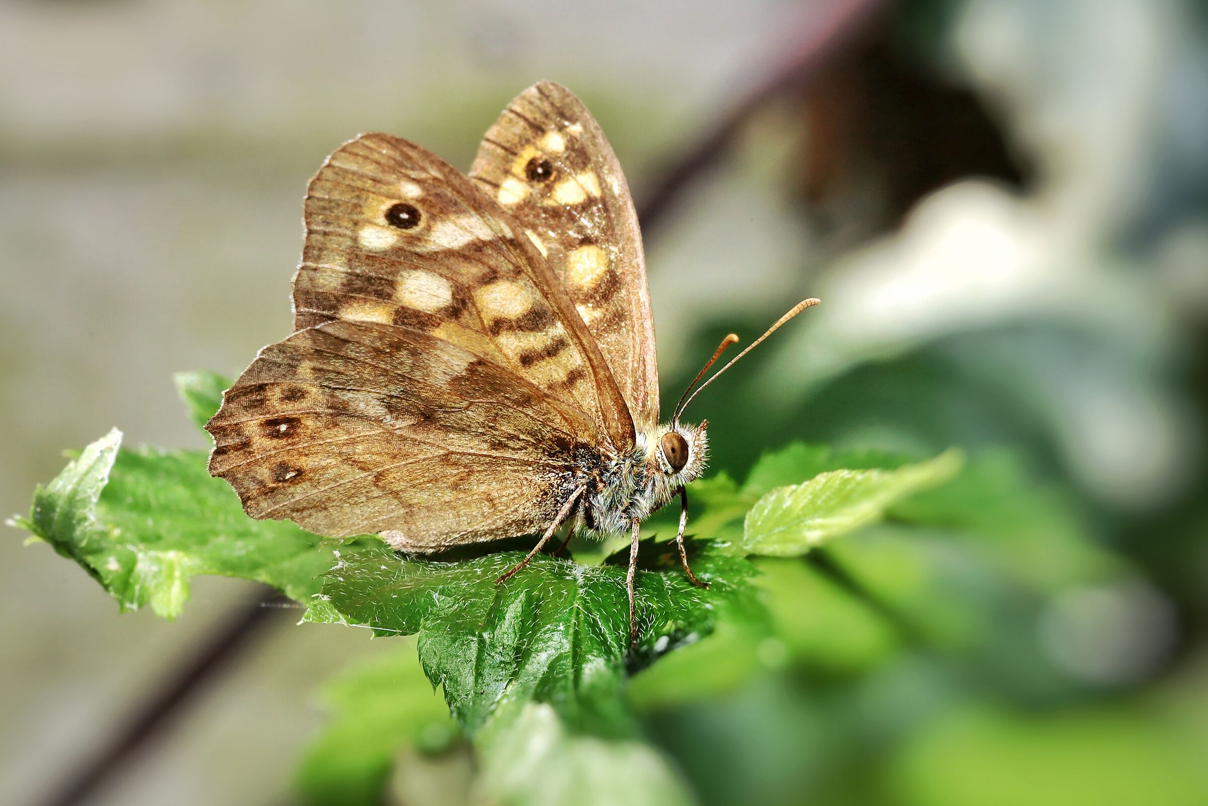 Pararge aegeria &male;