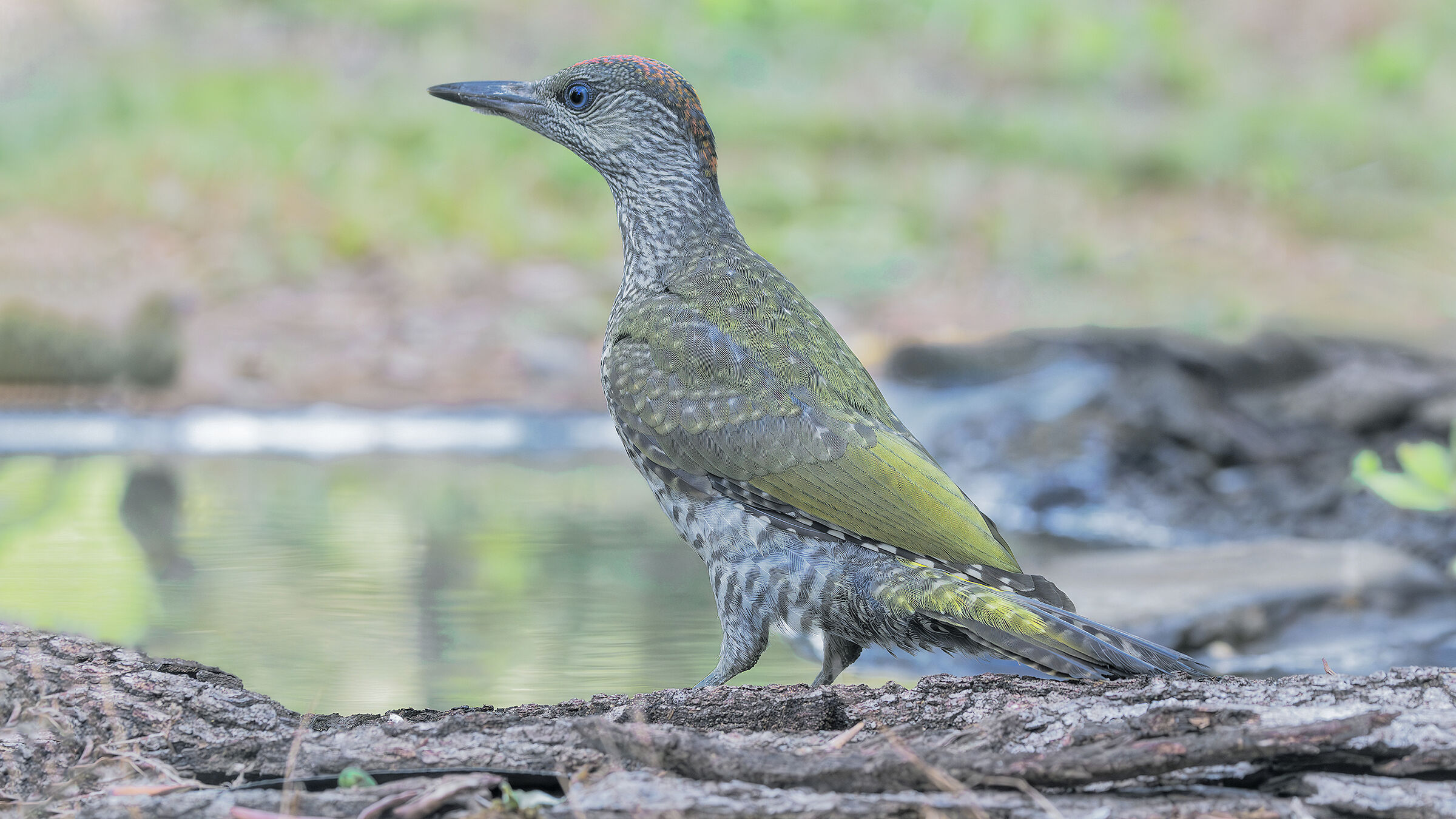 Green woodpecker in shade