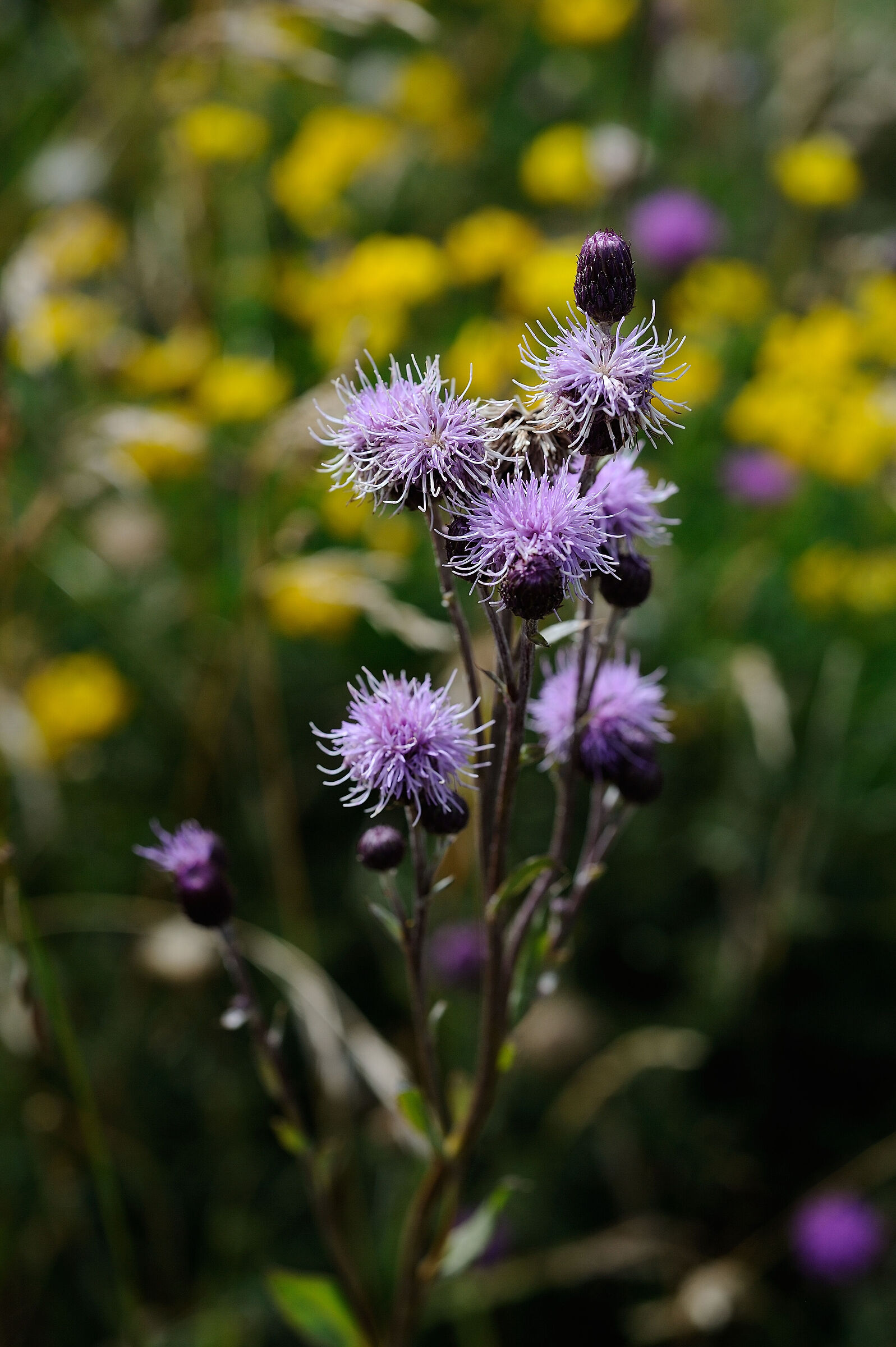Untitled Photo