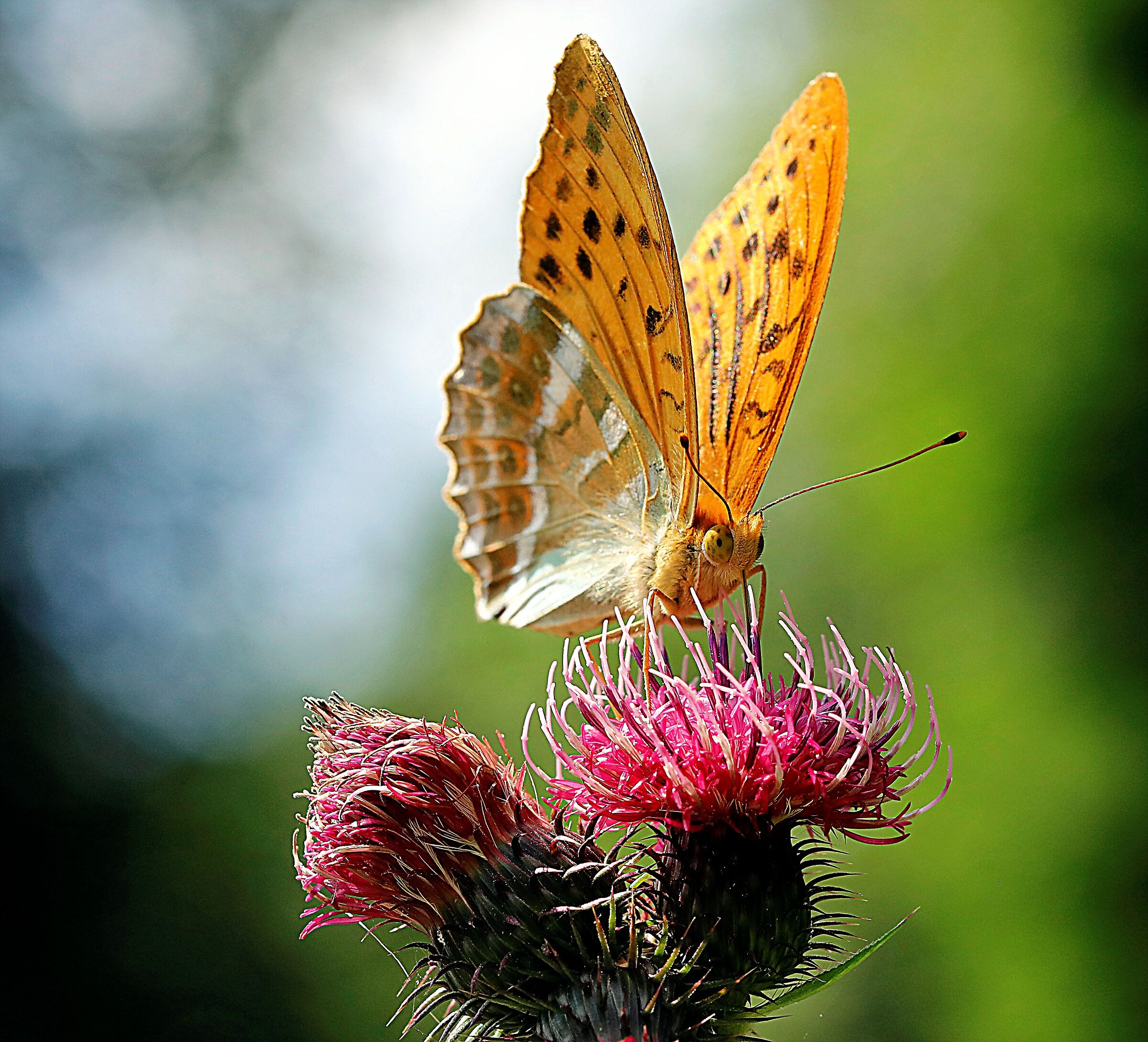 ARGYNNIS PAPHIA