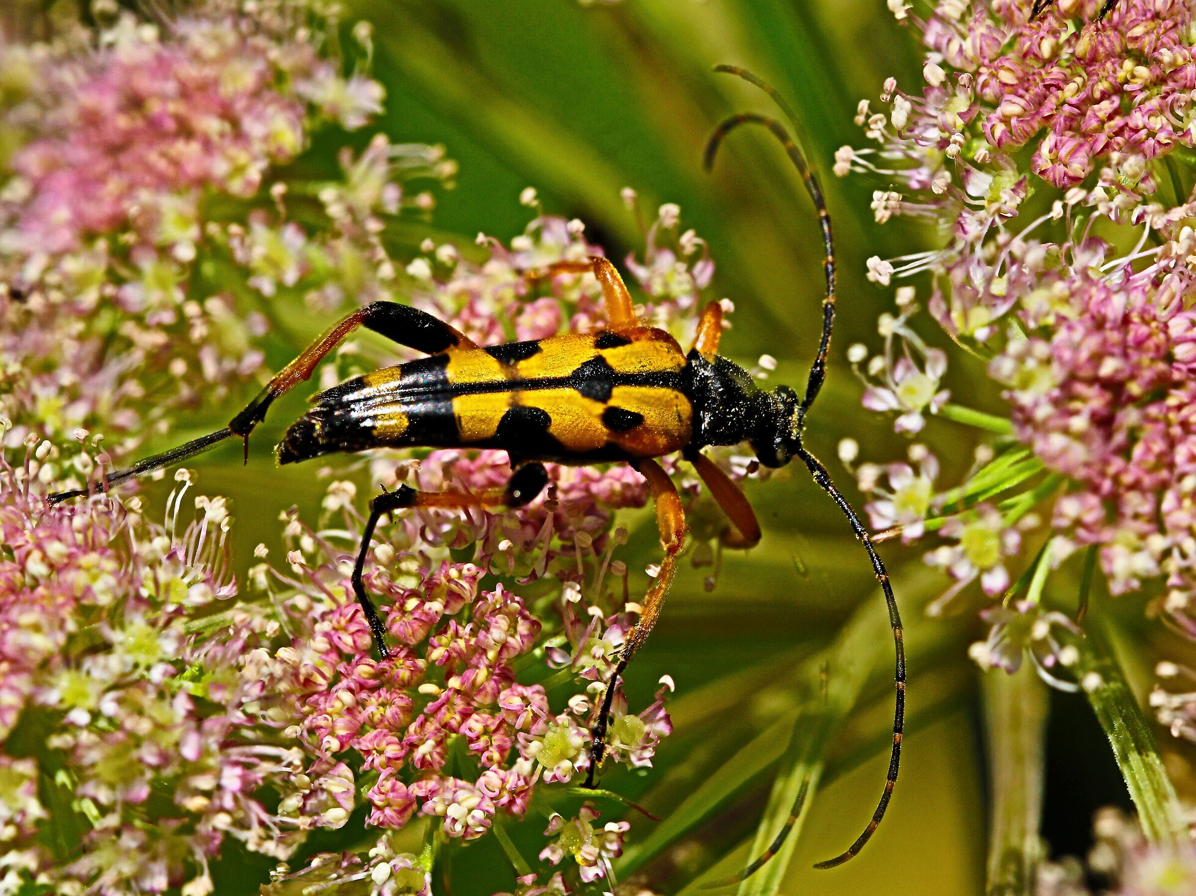 LONGHORN BEETLE - LEPTURA MACULATA