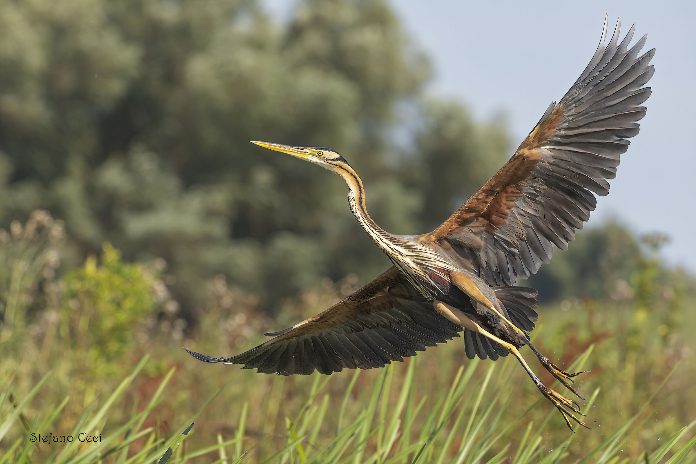 Red Heron departing