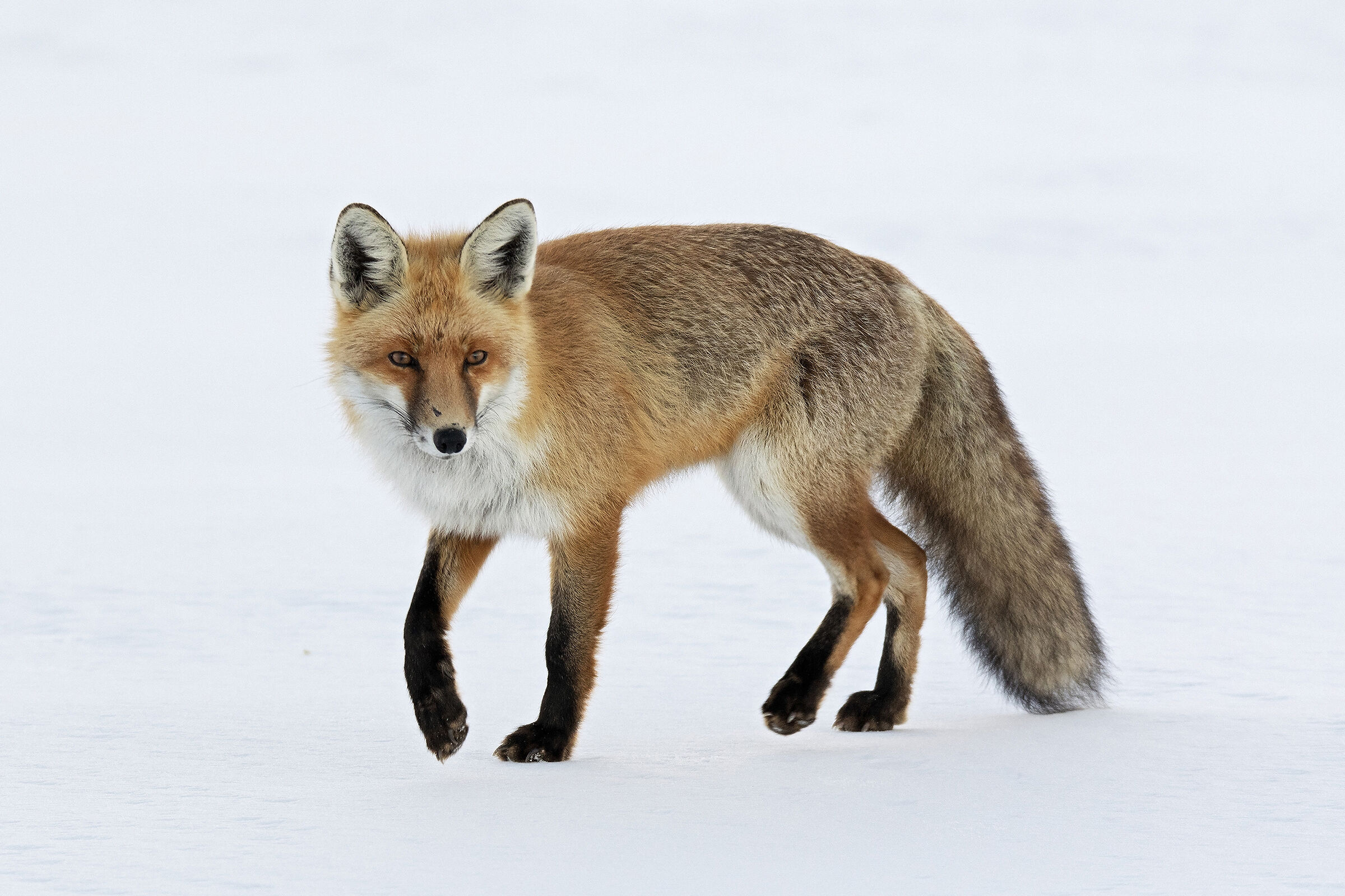 Volpe - Lessinia Veronese