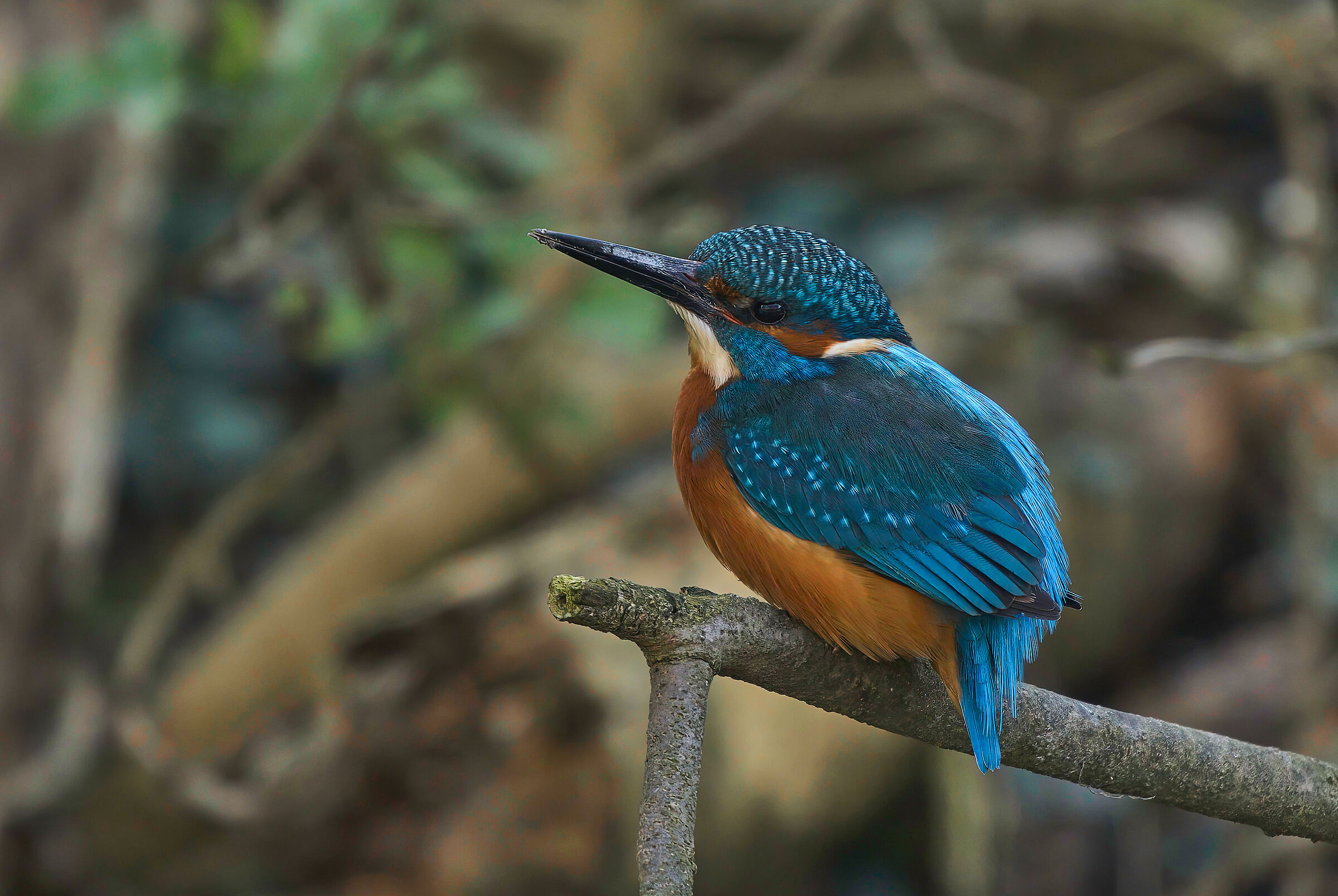 Kingfisher male