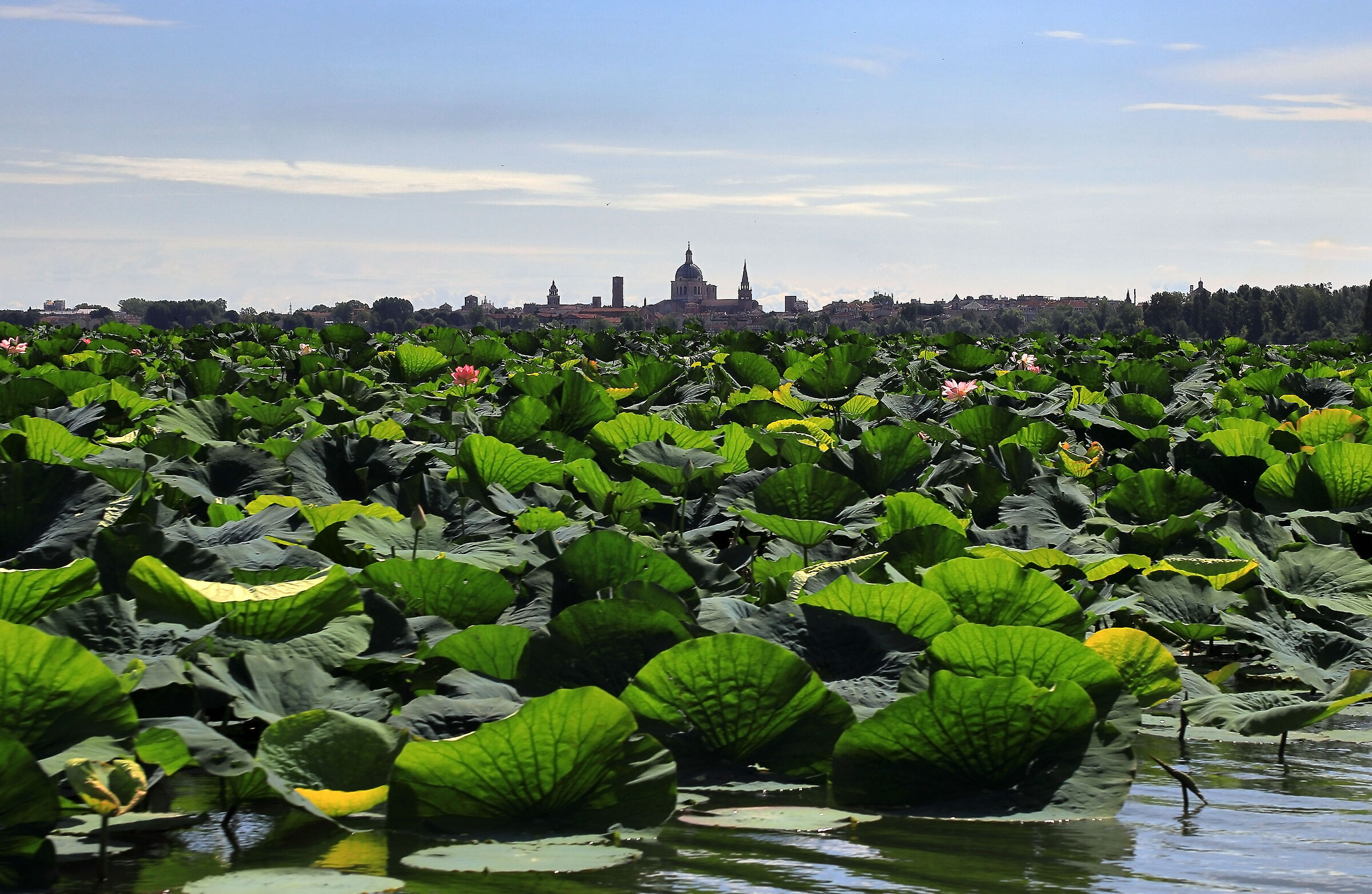 Mantova e fior di loto