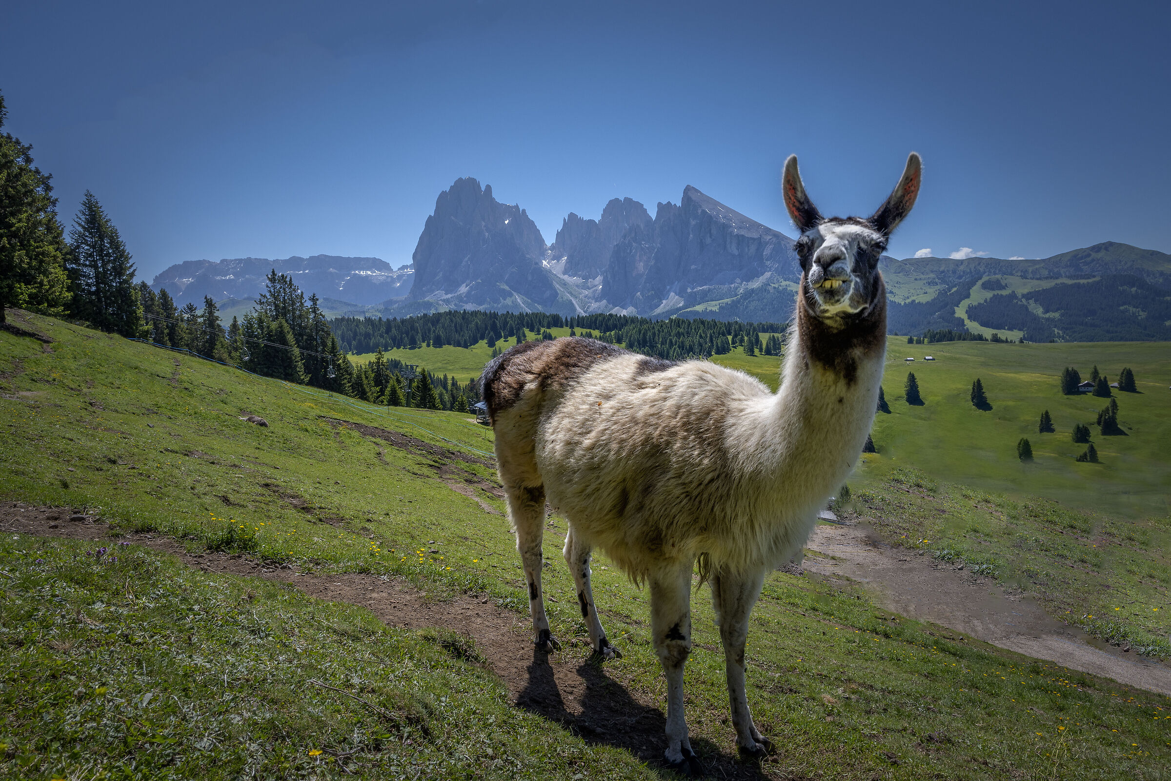 Alpe di Siusi