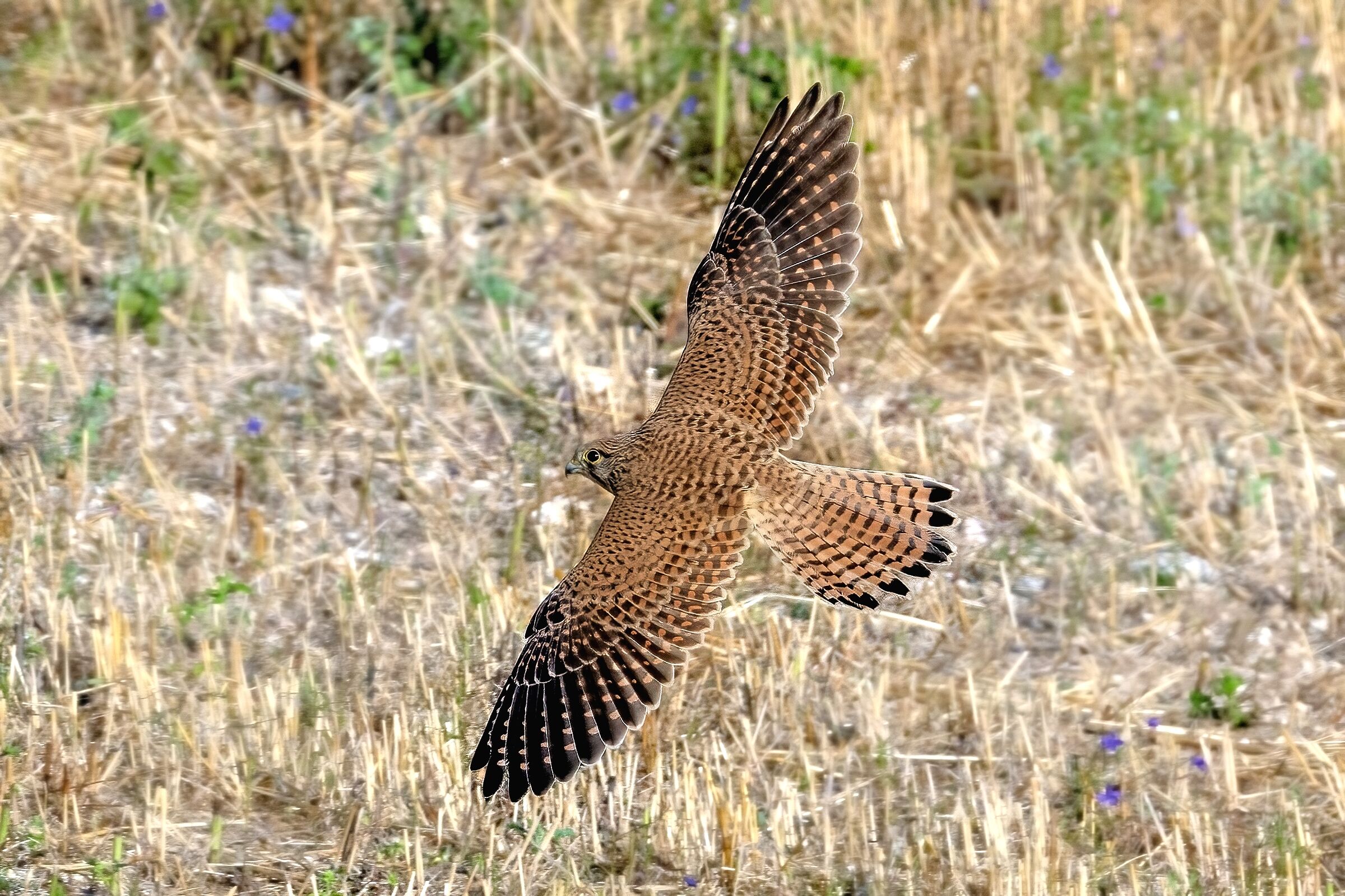 Gheppio (Falco tinnunculus)