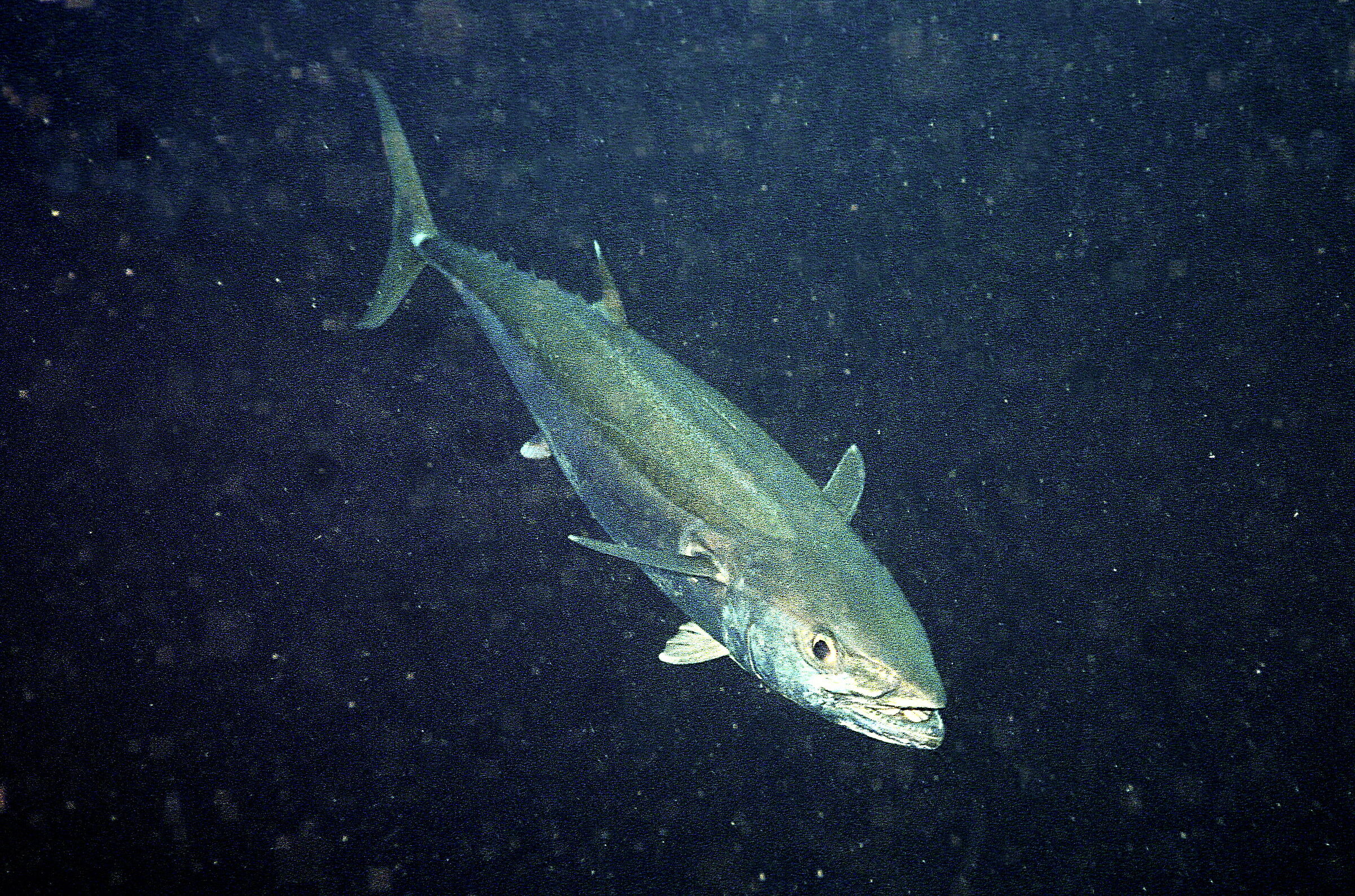 Indian tuna at night (Thunnus tonggol)