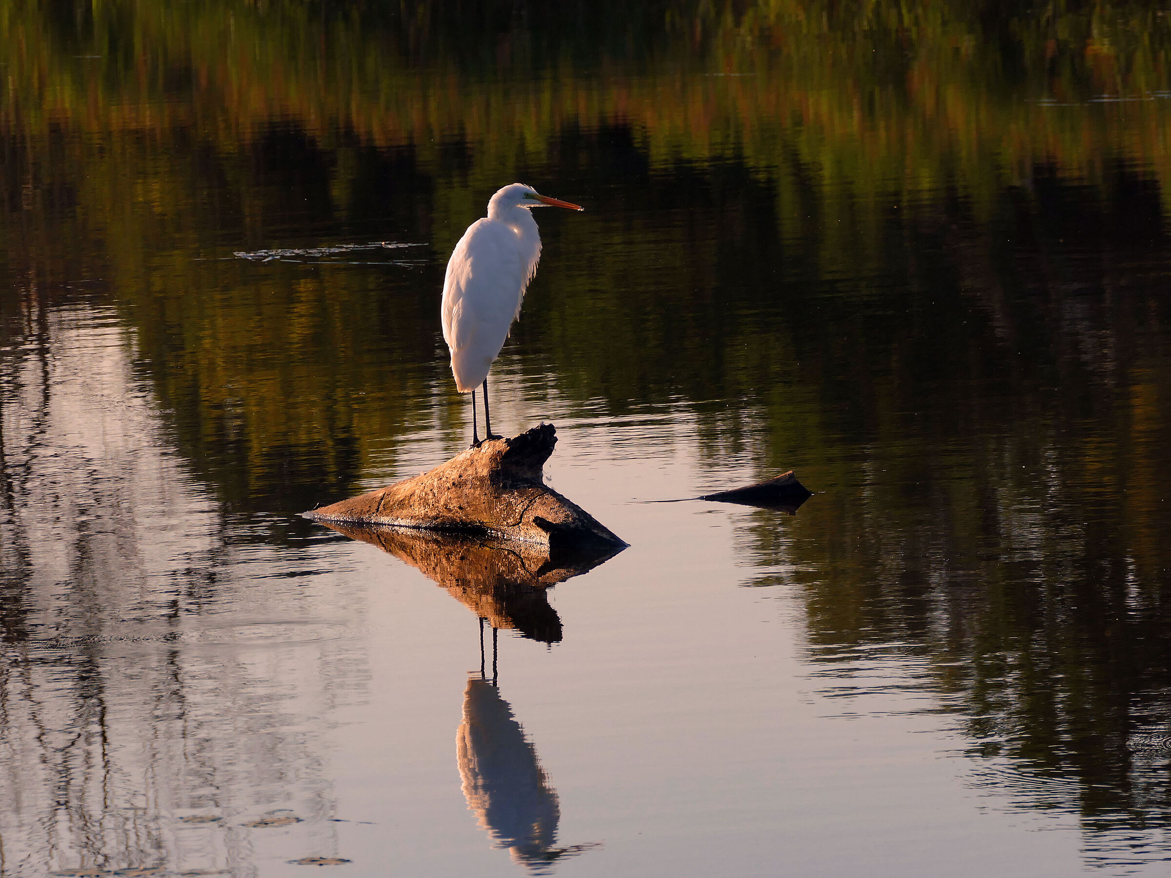 white heron