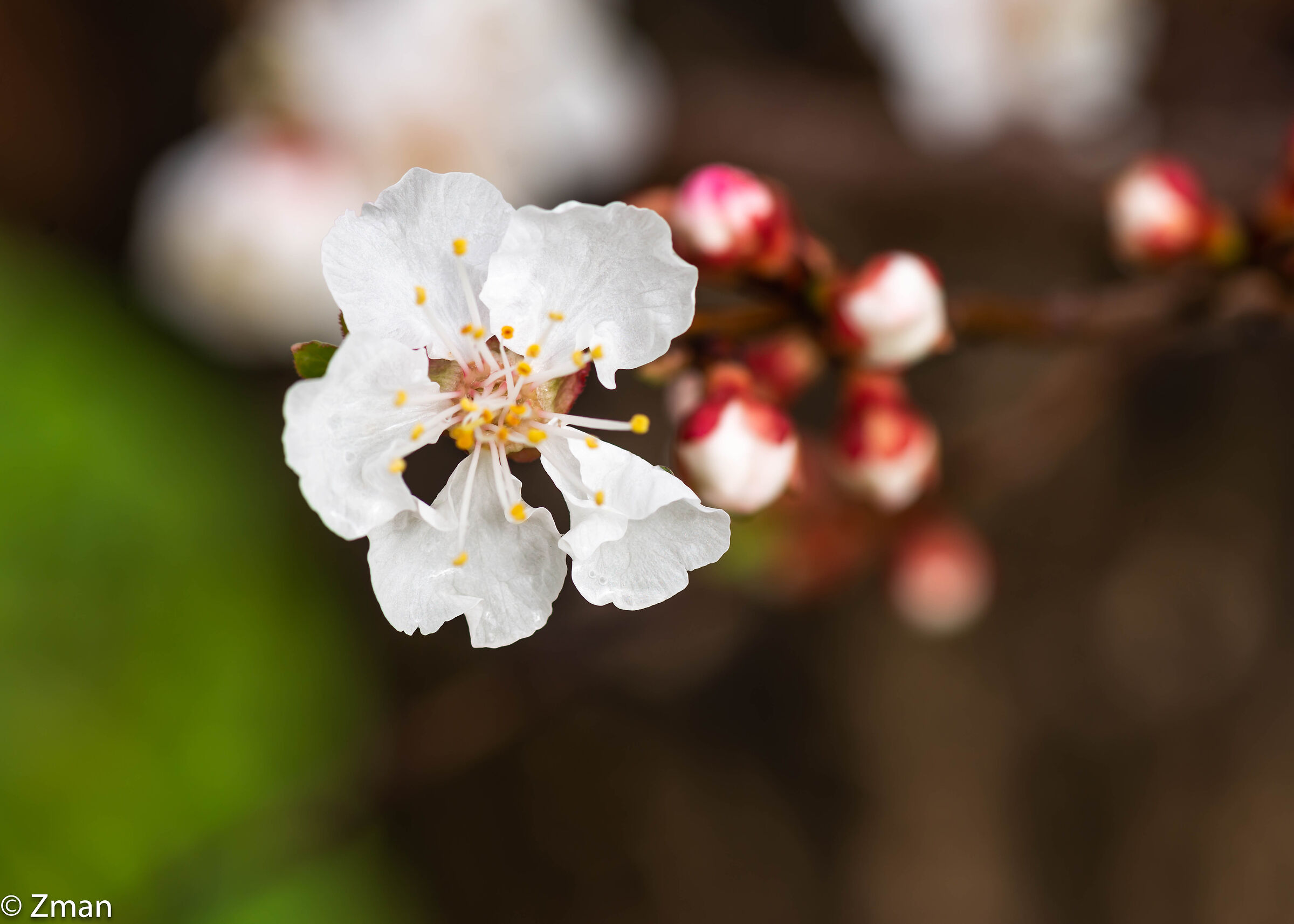 Apricot Blooms