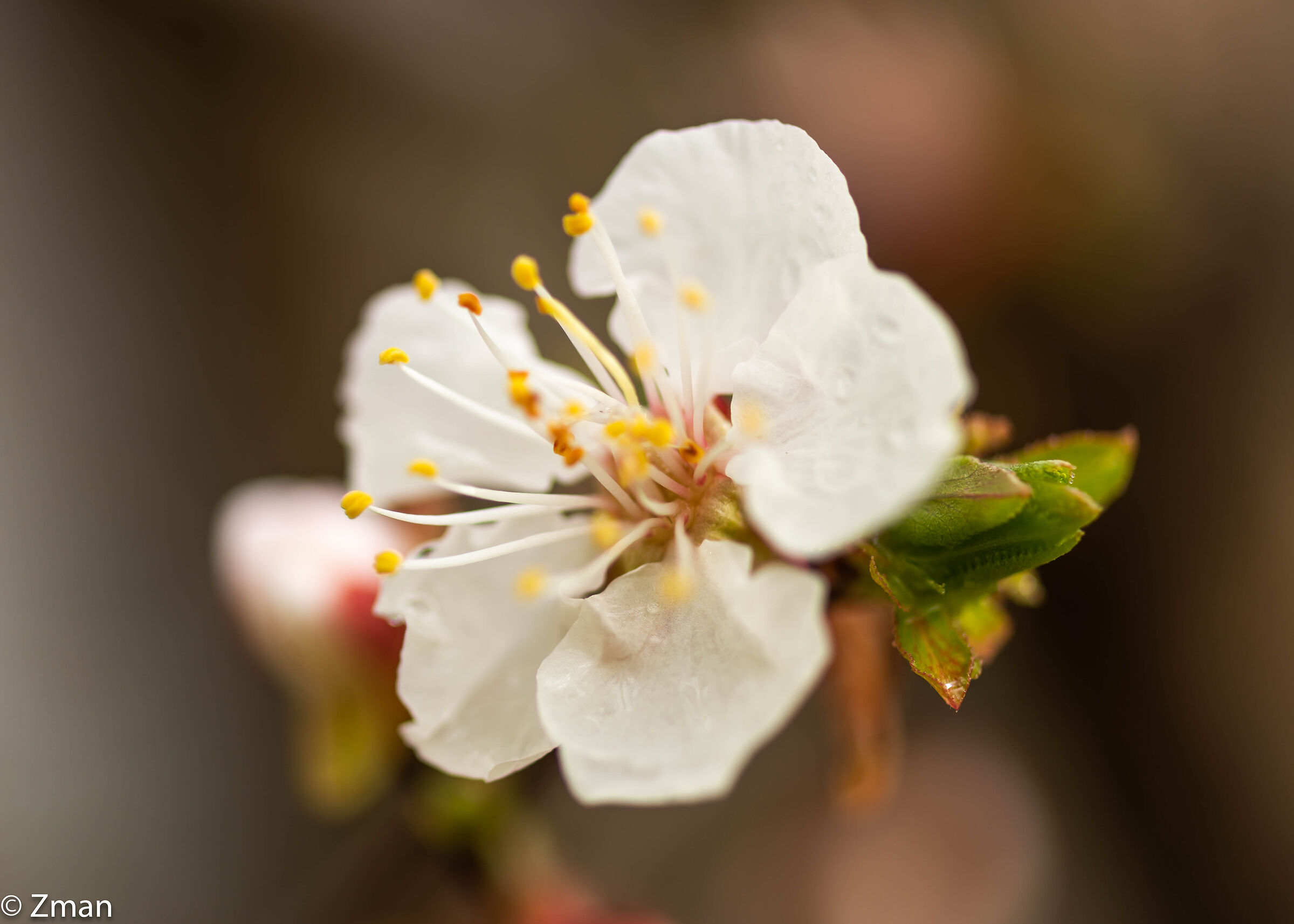 Apricot Blooms