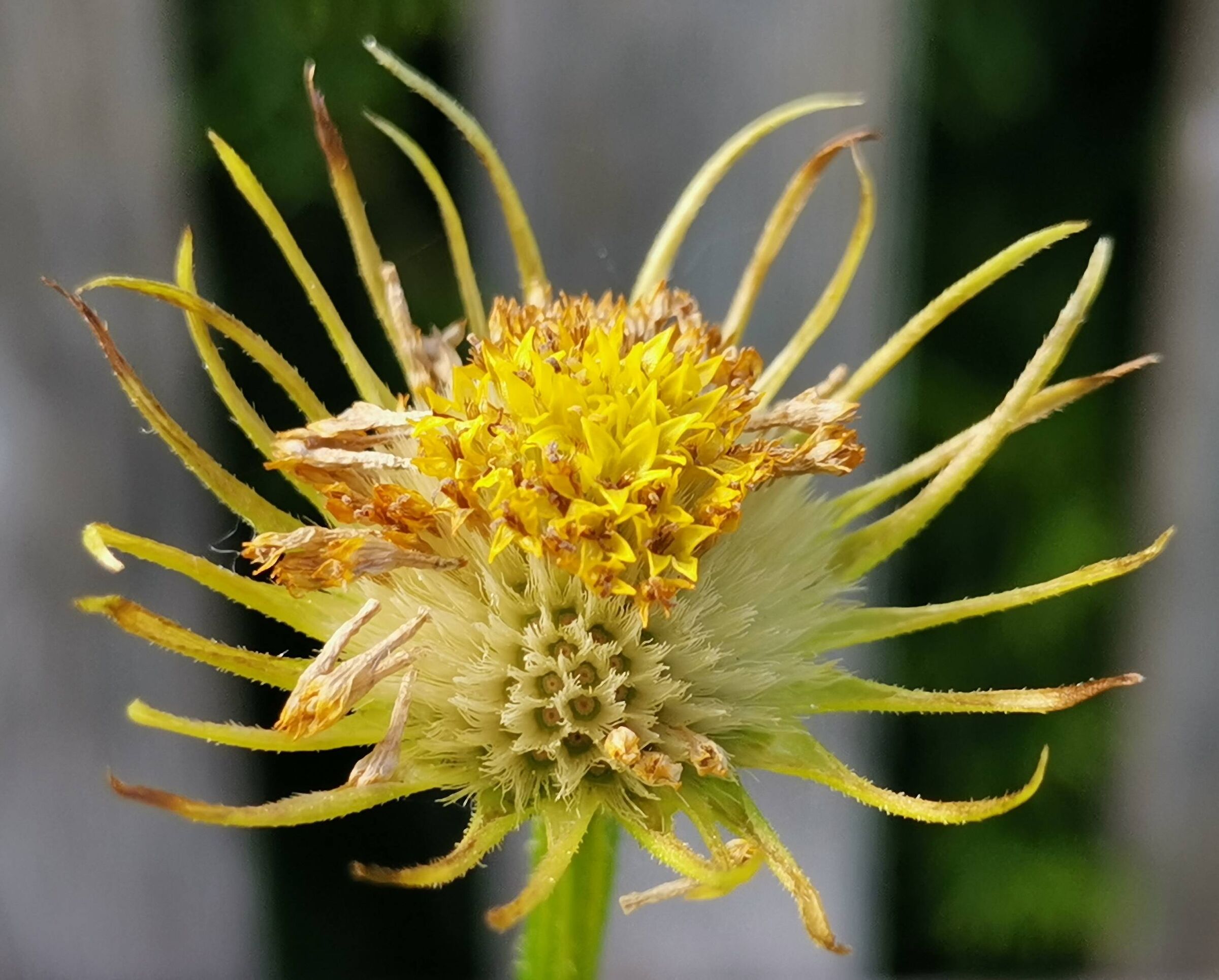 Even when they wither they have their charm.