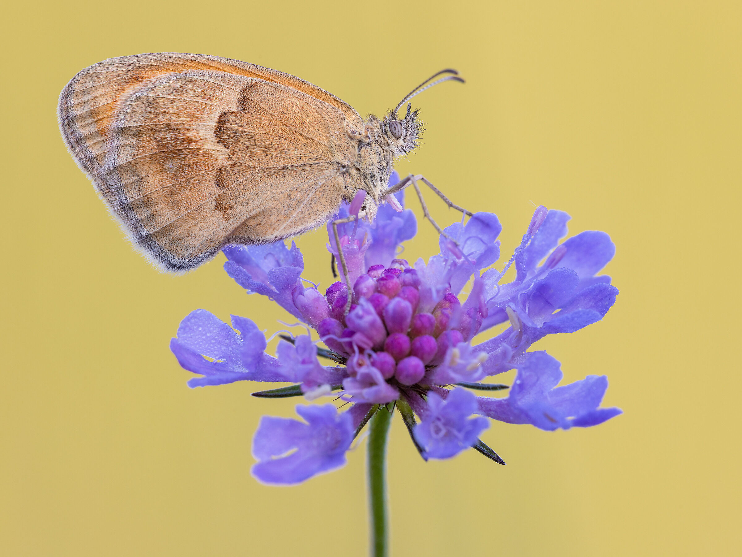 Coenonympha pamphilus