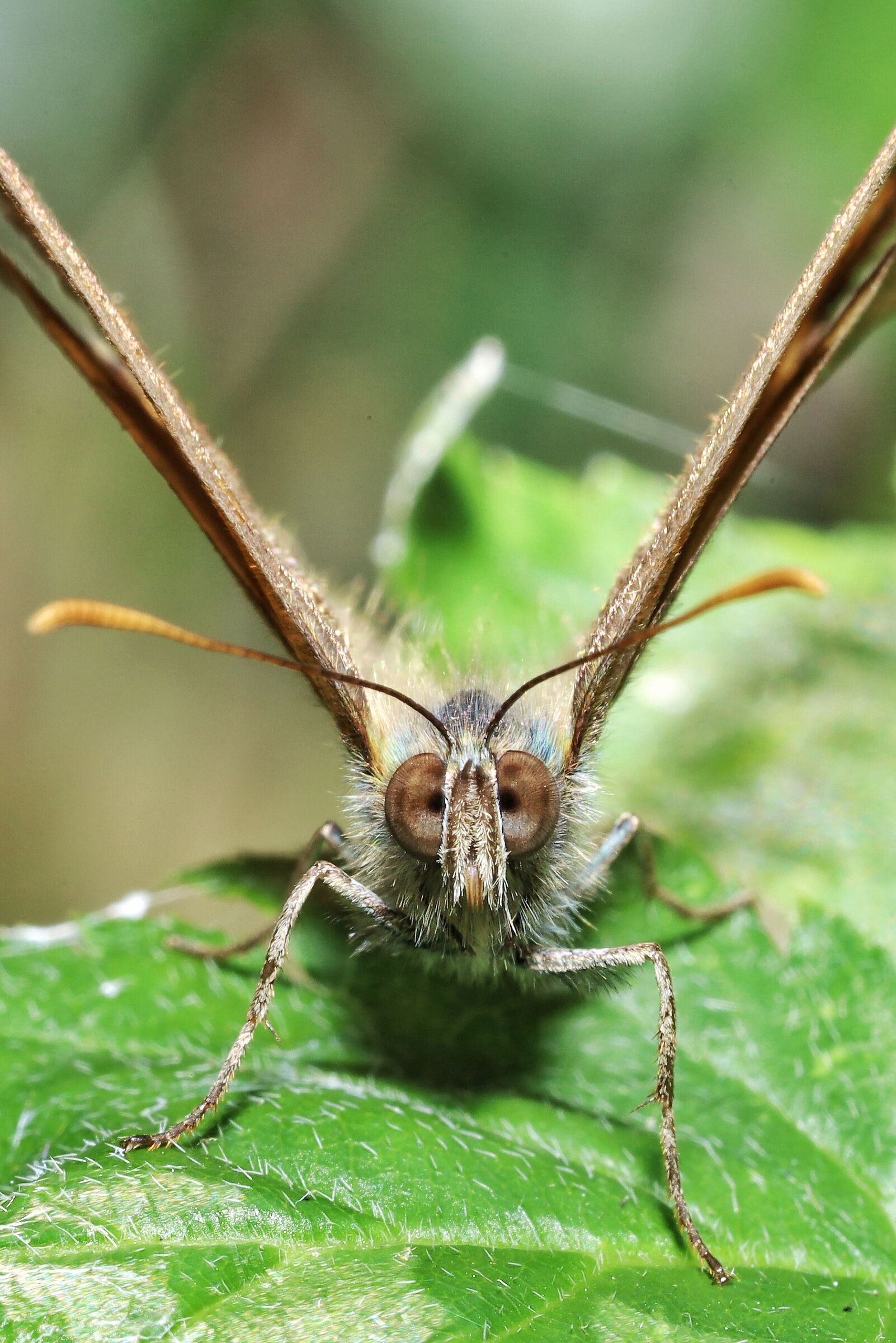 Pararge aegeria &male;
