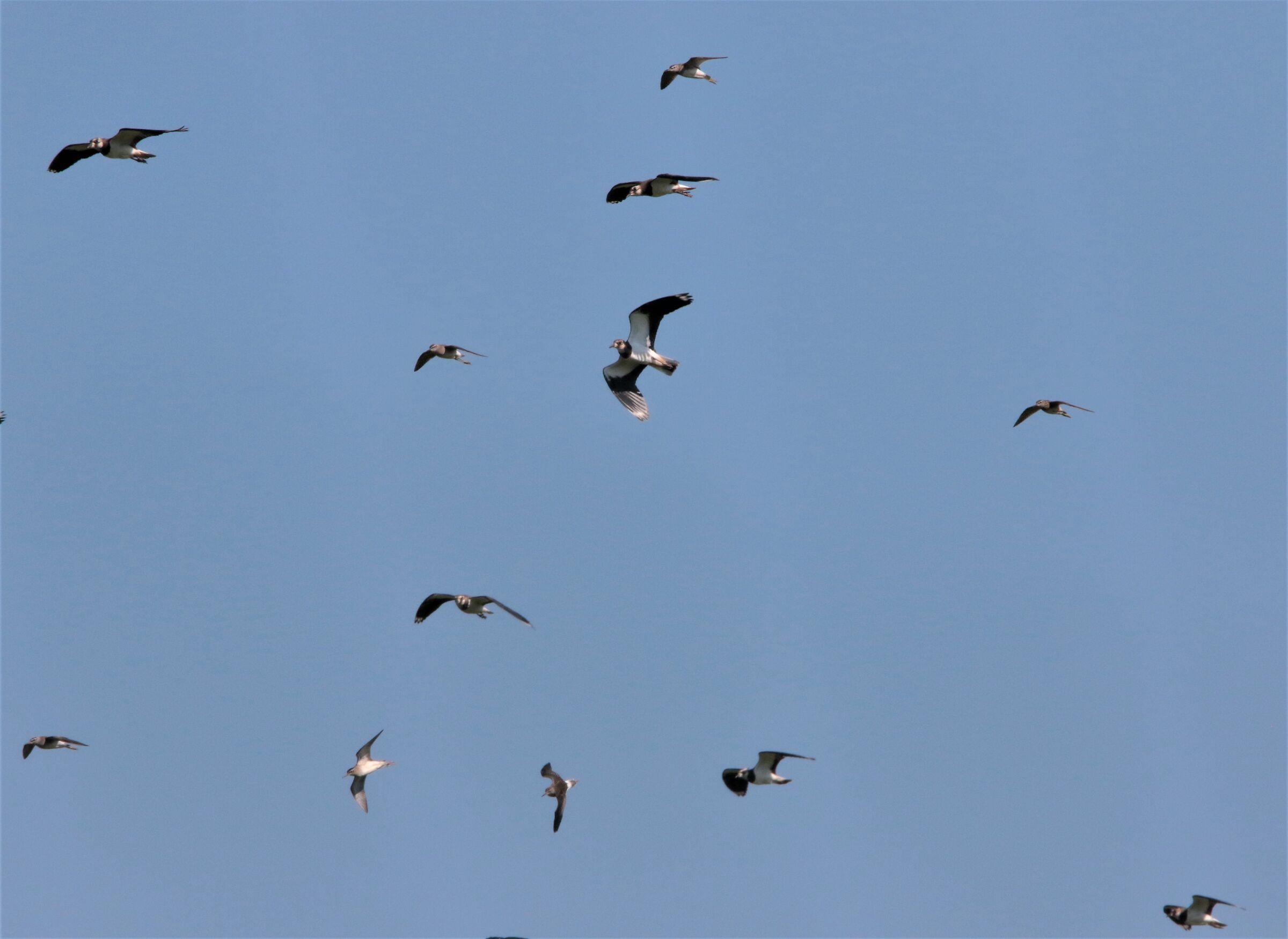 First gatherings before migration