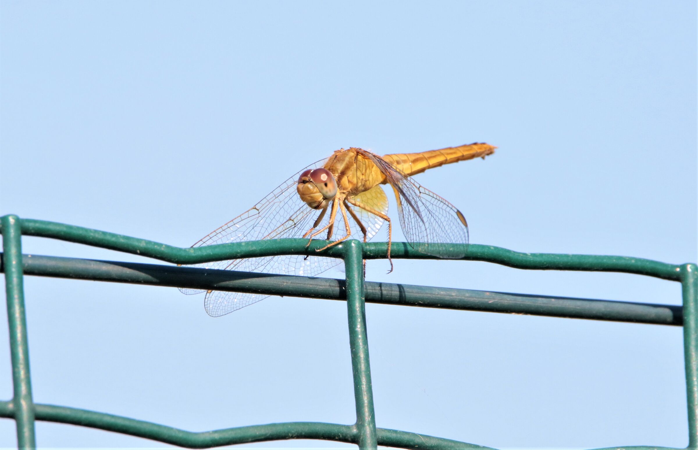 dragonfly