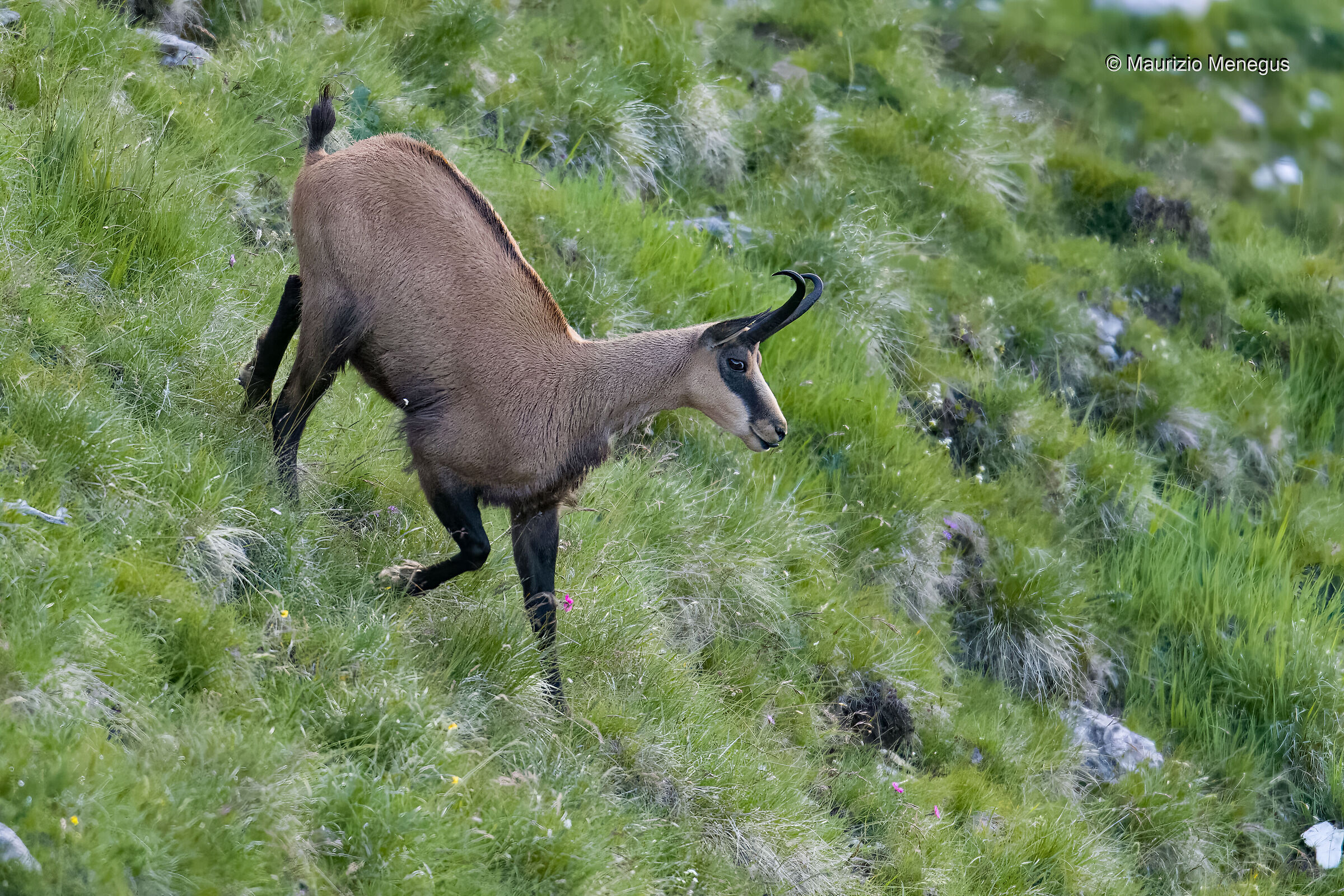 Camoscio maschio a luglio