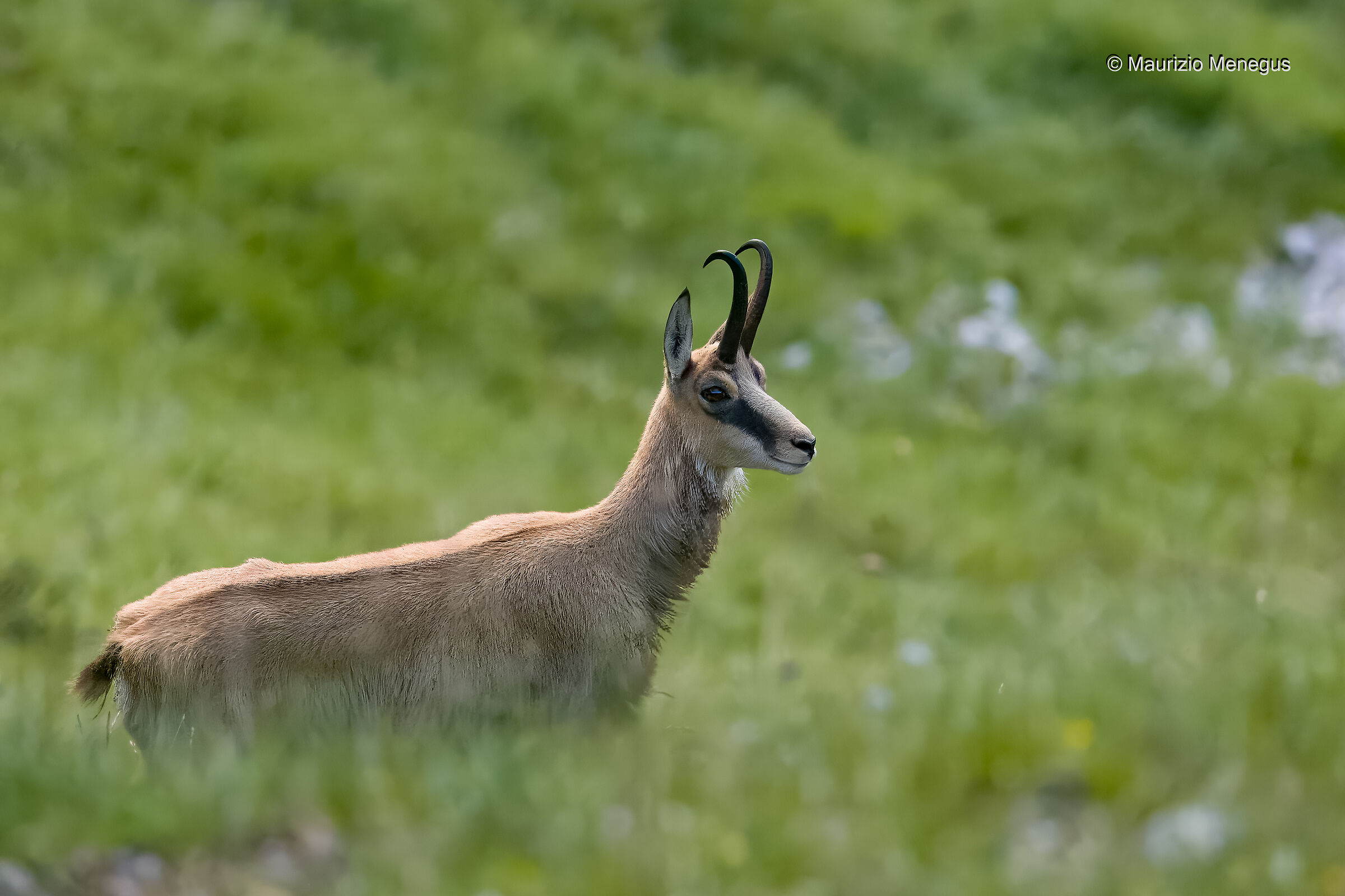 Camoscio maschio a luglio