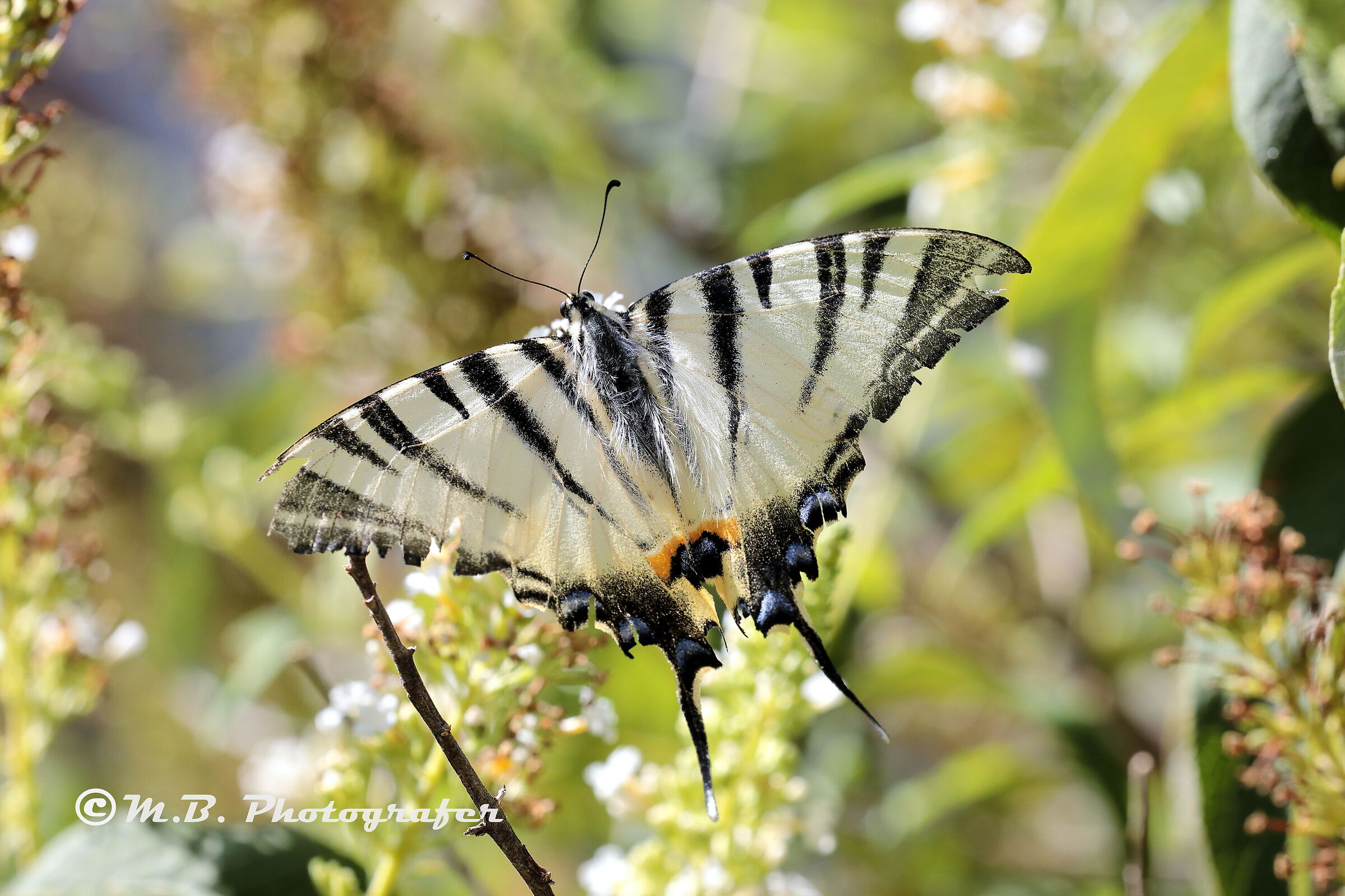 Scarce swallowtail