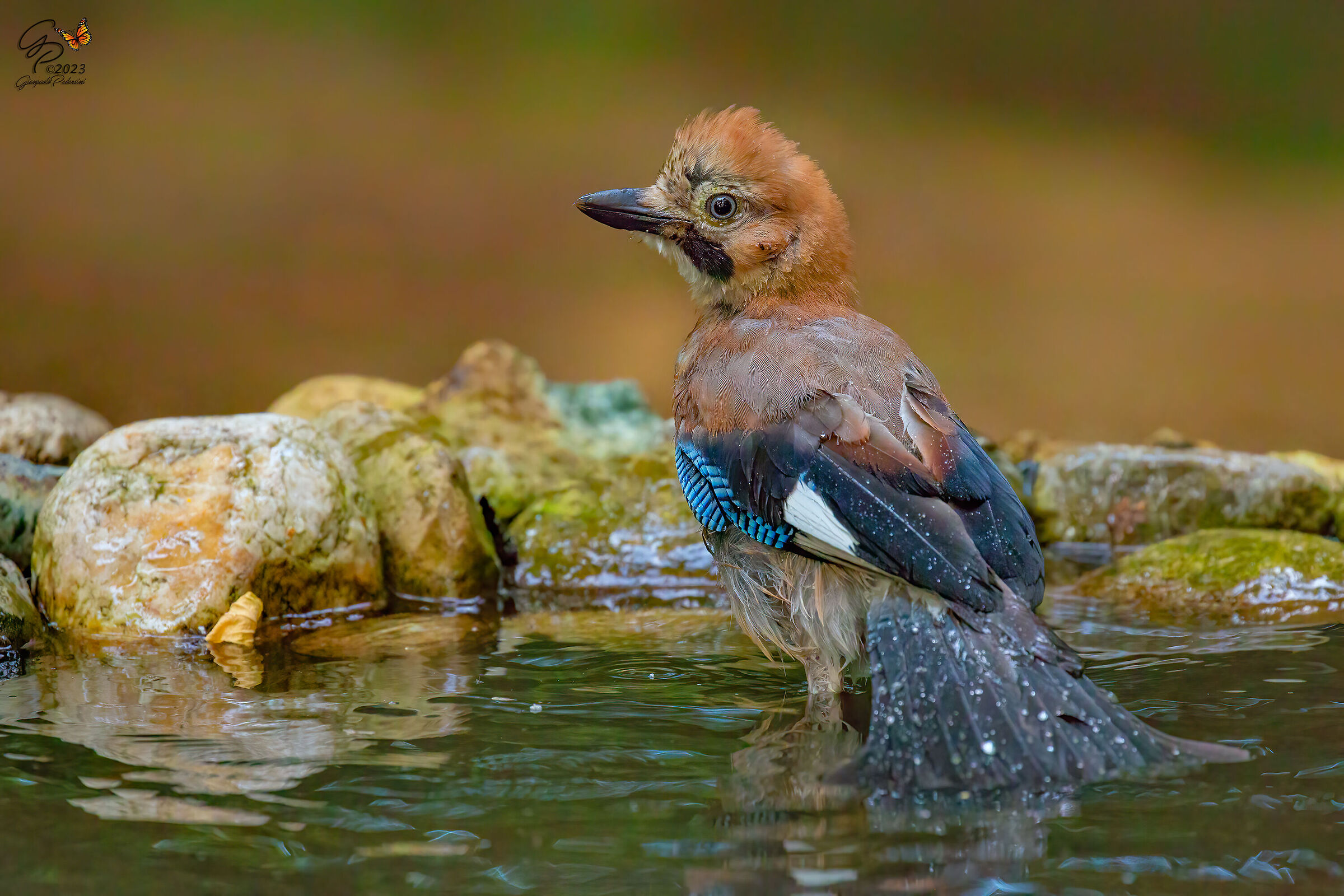 La signora del bosco...al bagno