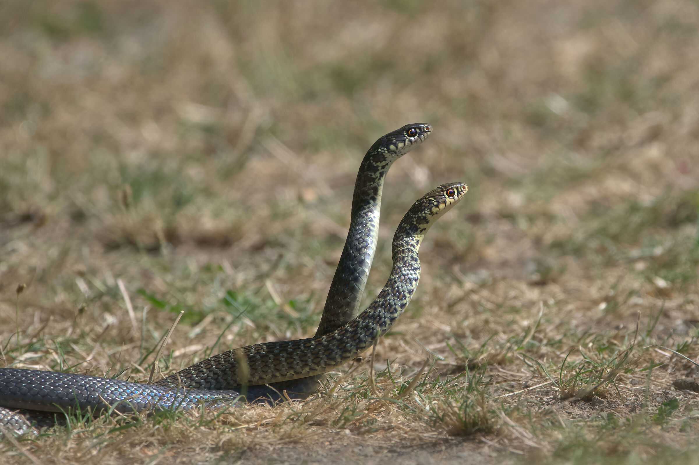 Biacchi in corteggiamento