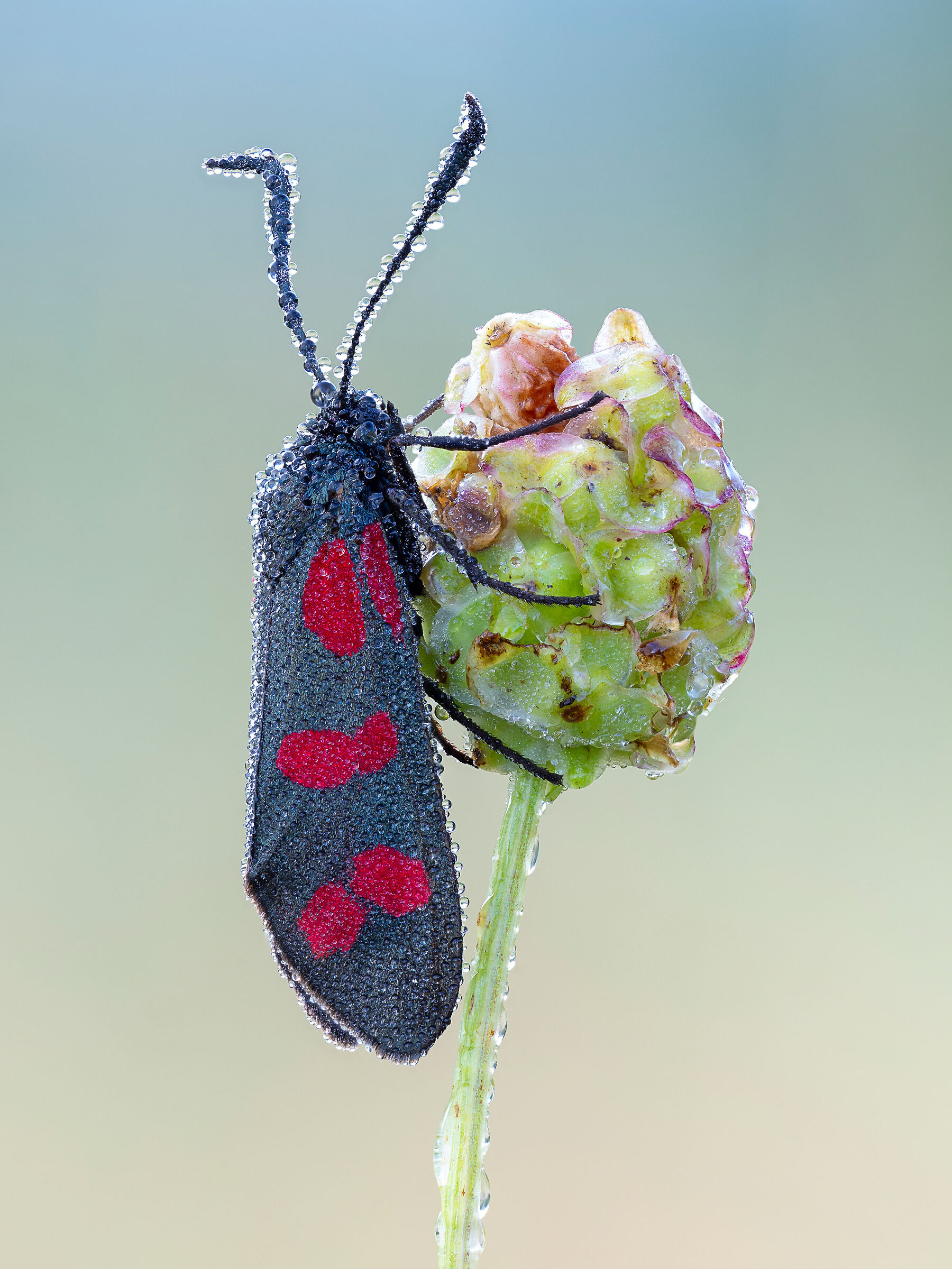 Zygaena sp.