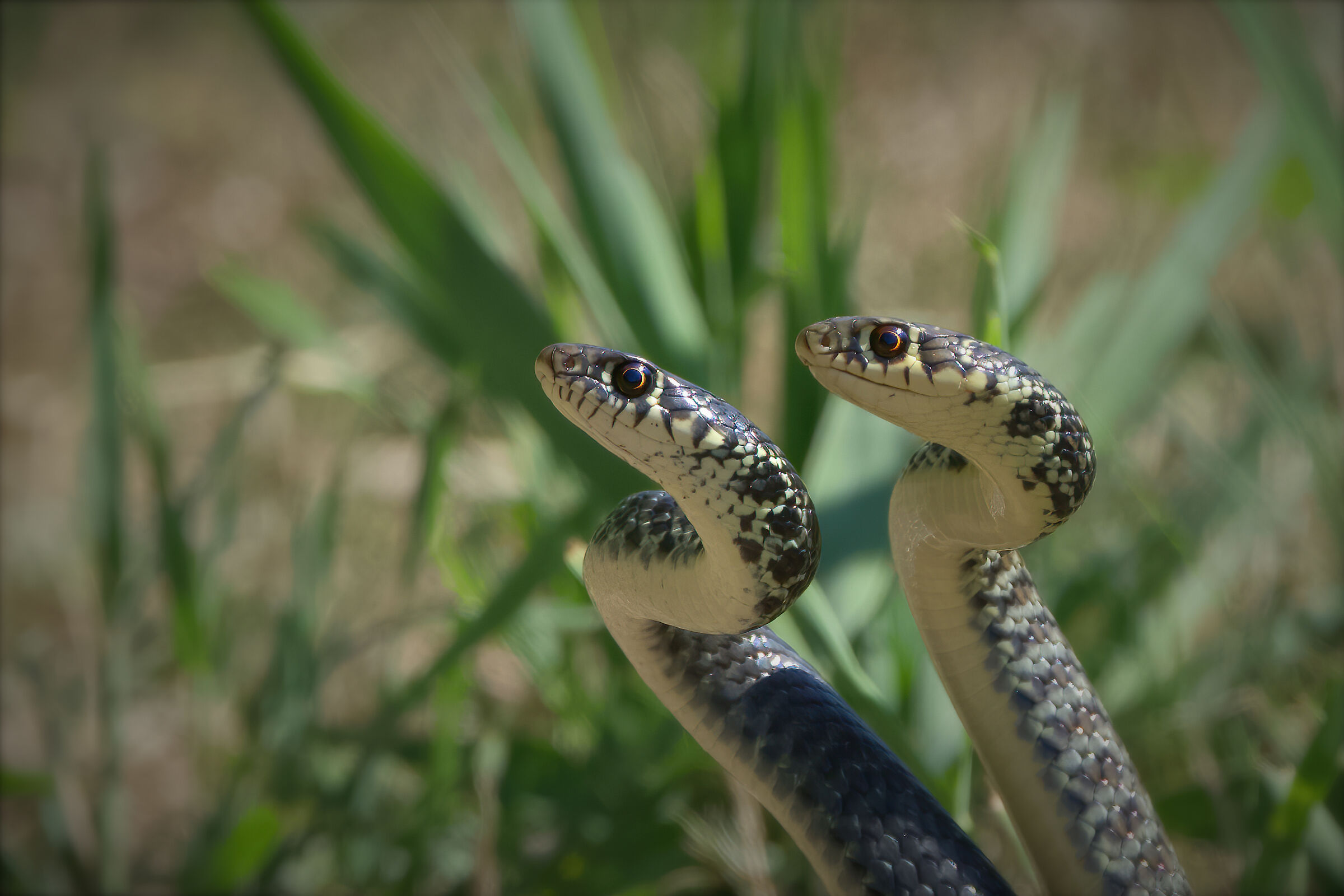 Biacchi - Ritratto di coppia