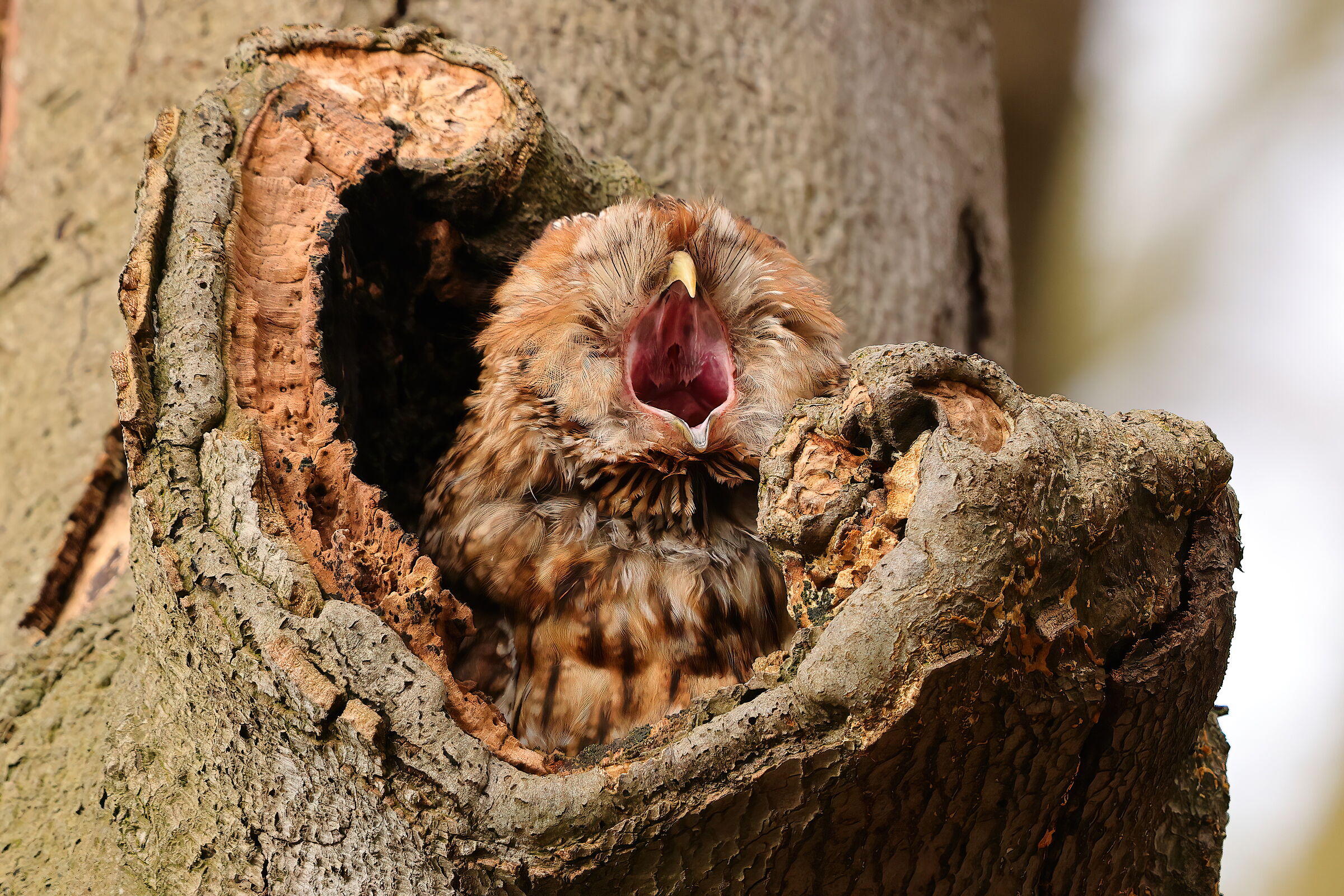 The yawn owl