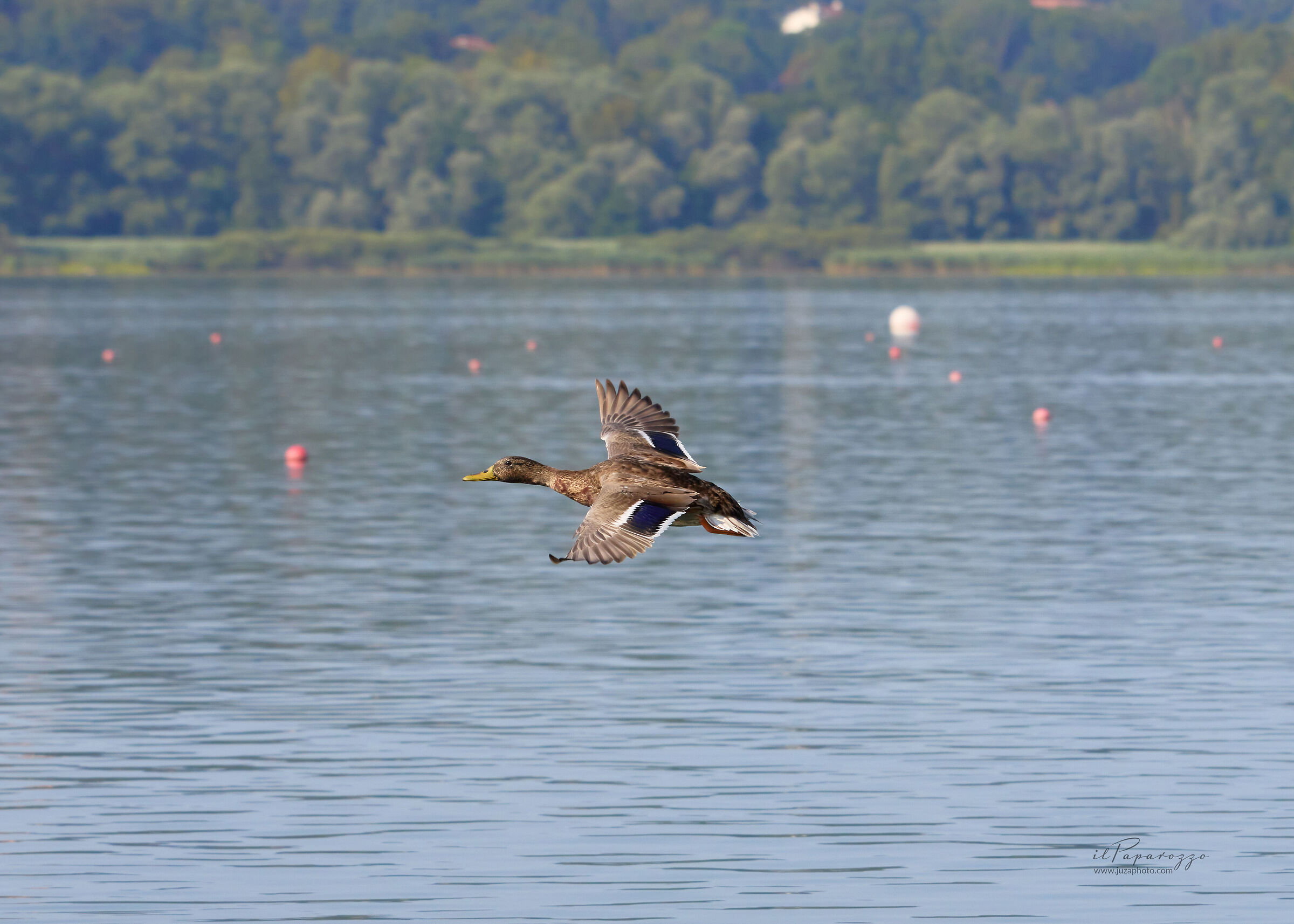 Germano Reale Femmina