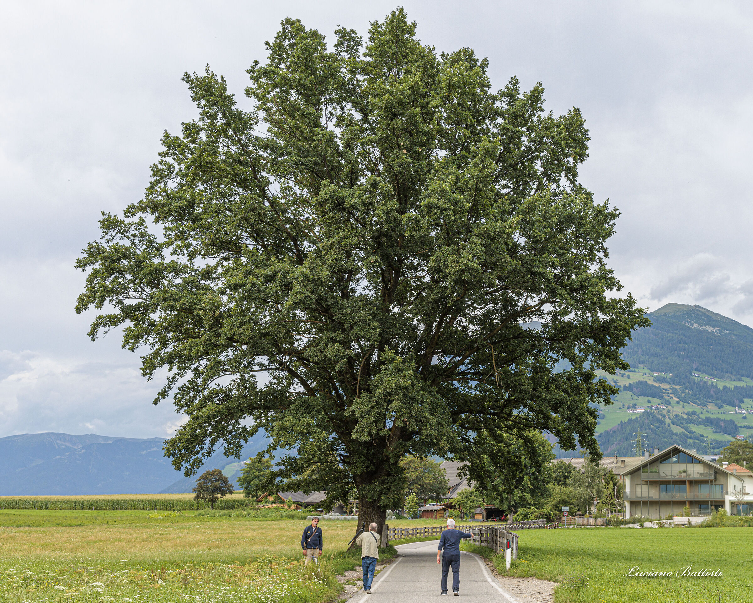 In the shade of the big tree