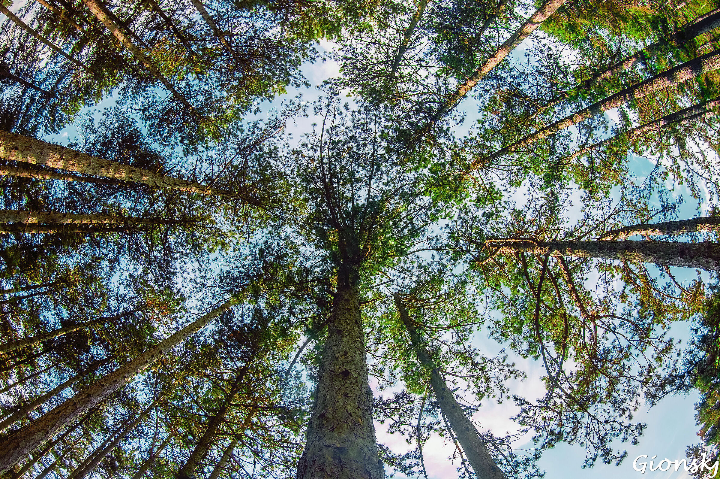 "Pinwheel tree-lined.. "