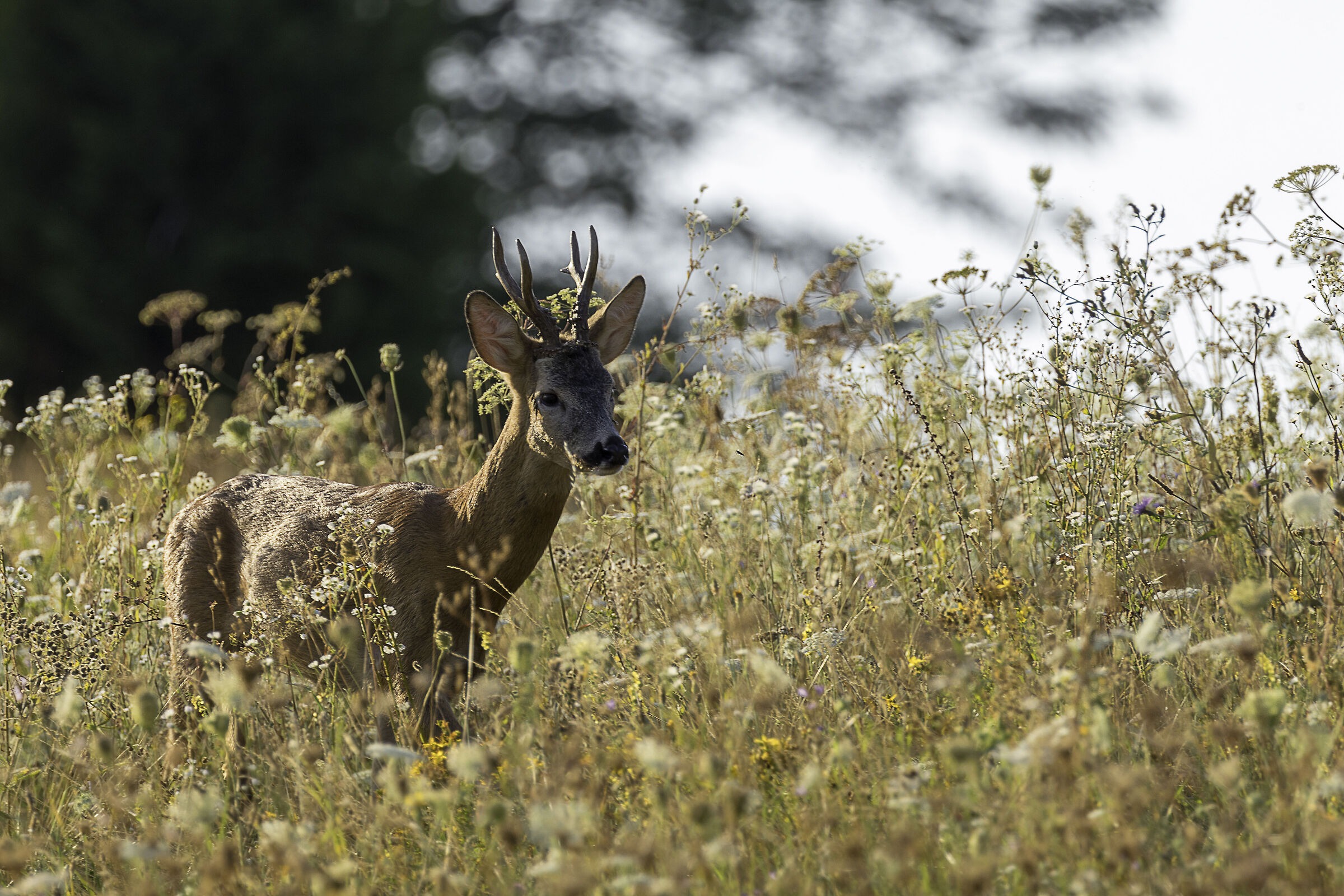 Roebuck