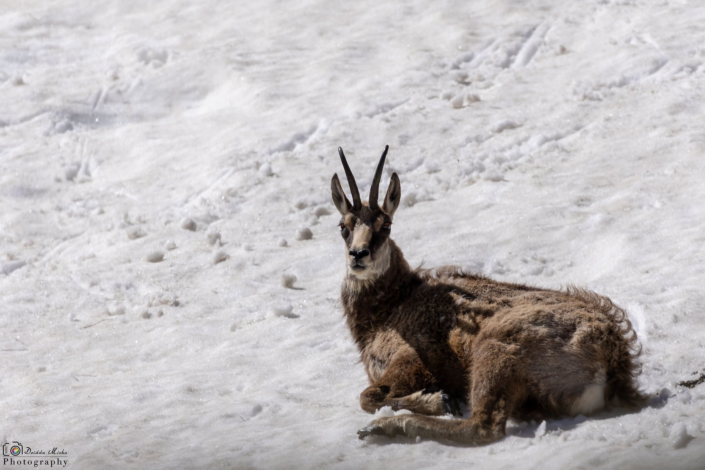 Osservazione durante il riposo