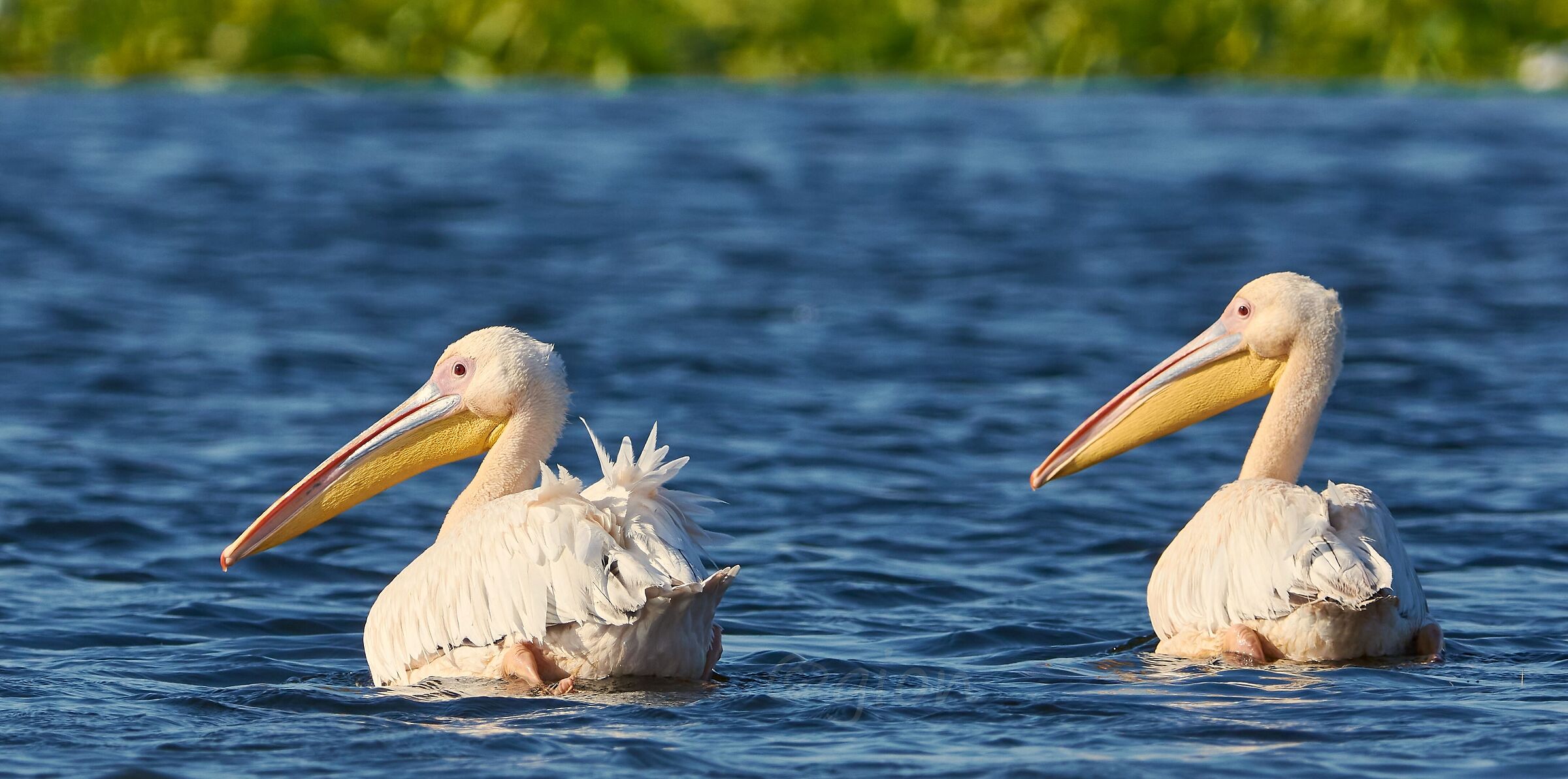 Pelecanus onocrotalus