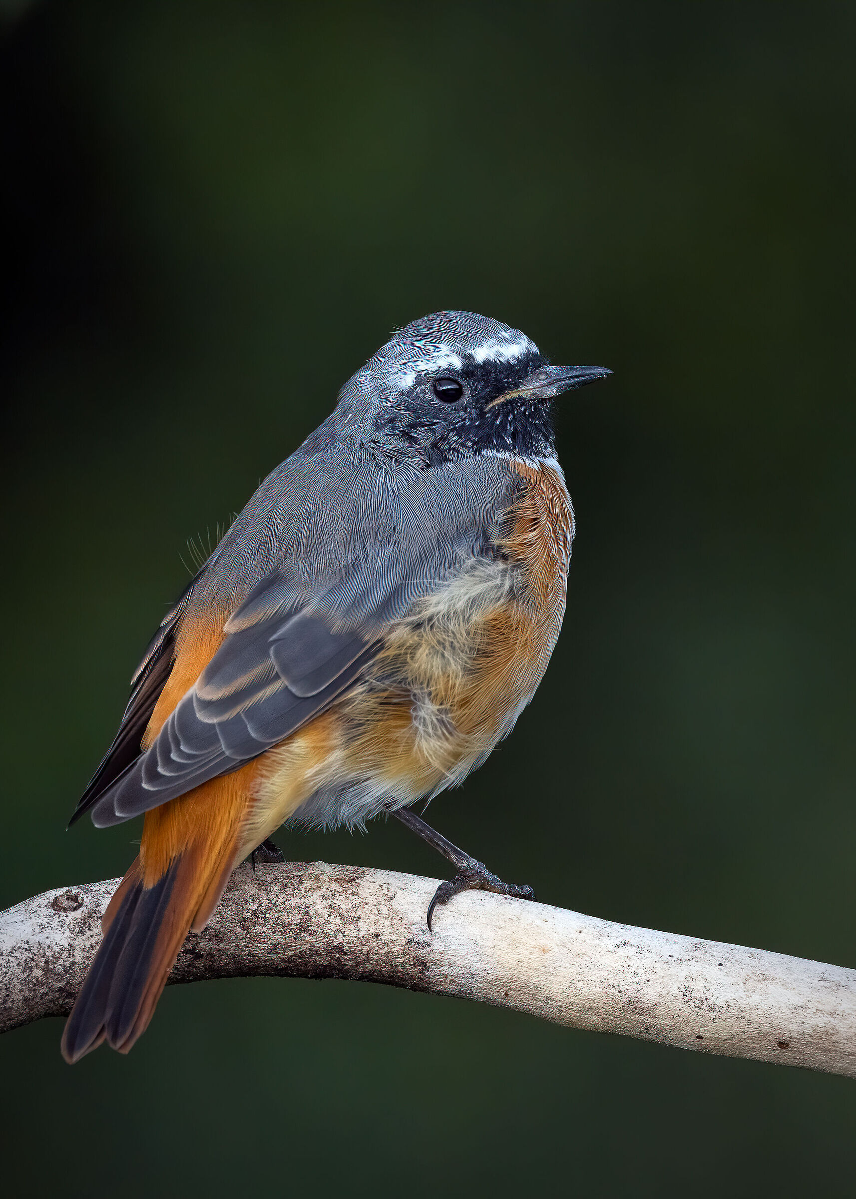 Codirosso maschio juv.