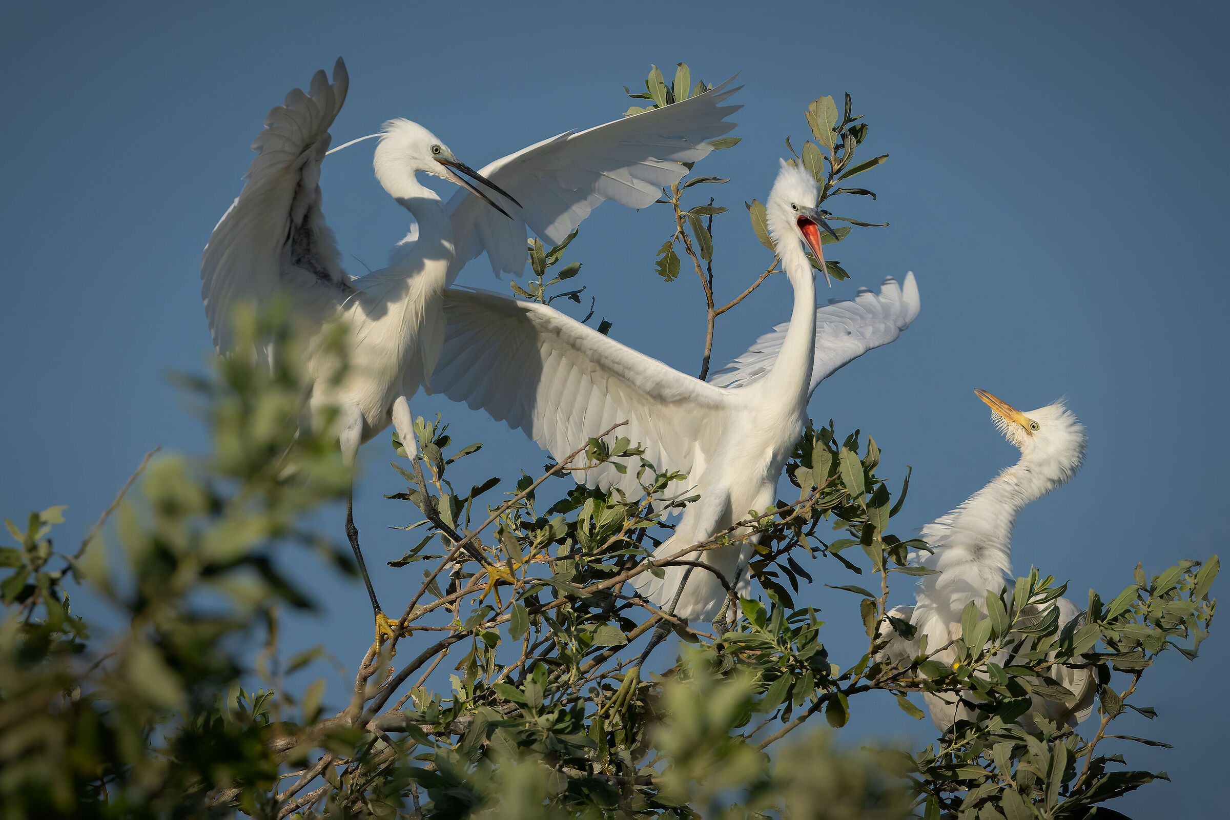 Dispute territoriali