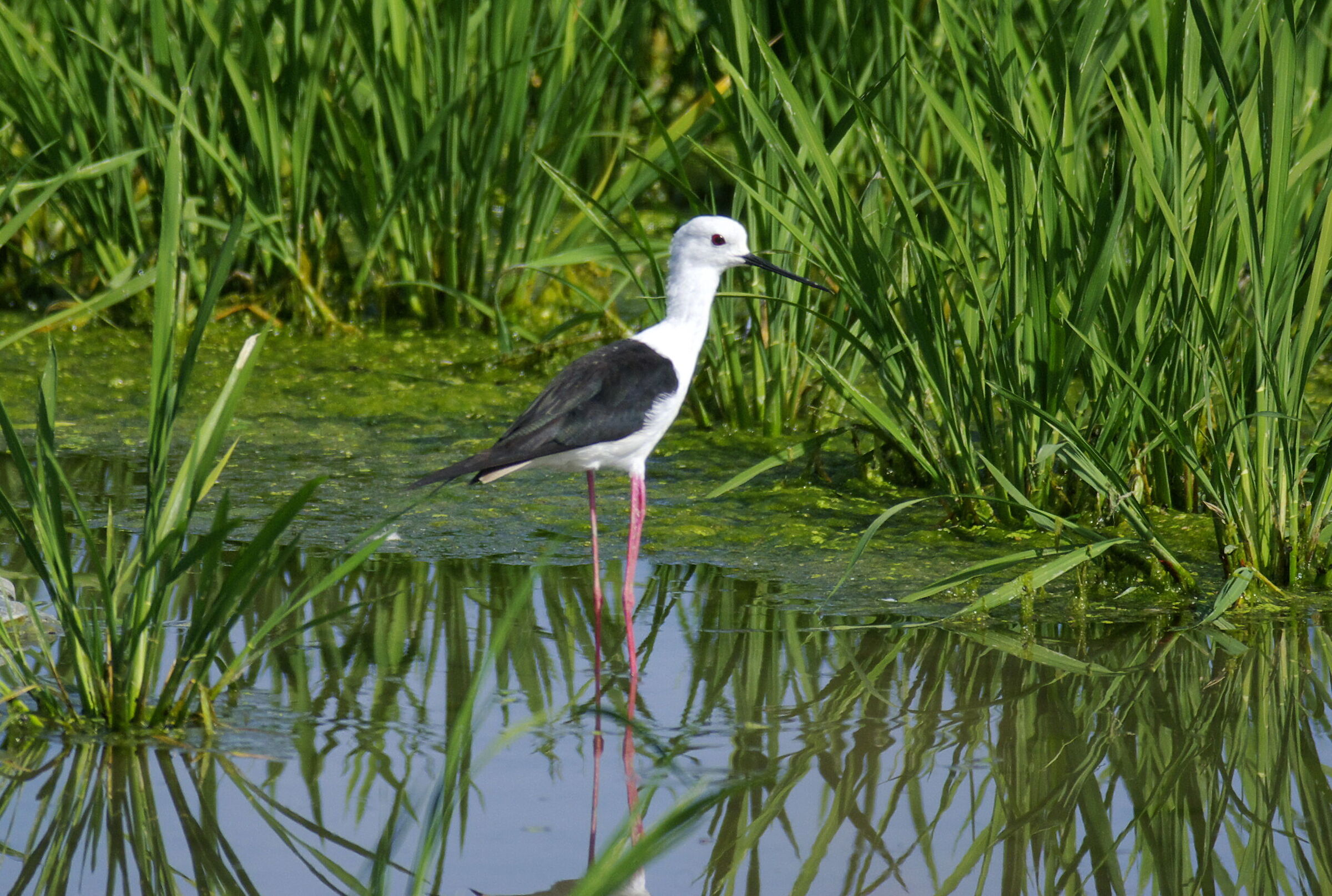 Cavaliere d'Italia ( Himantopus himantopus )