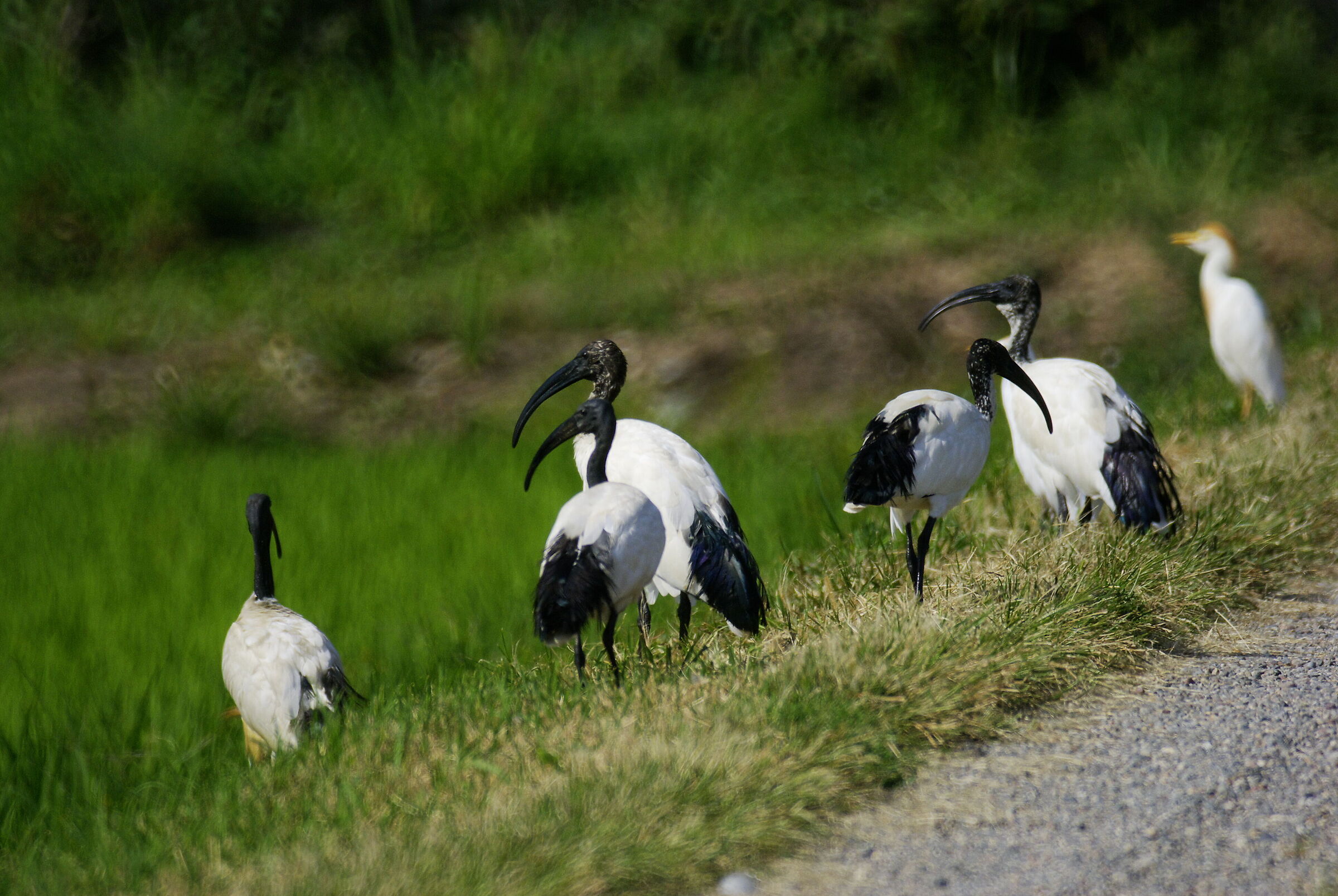 Ibis sacri ( Threskiornis aethiopica )